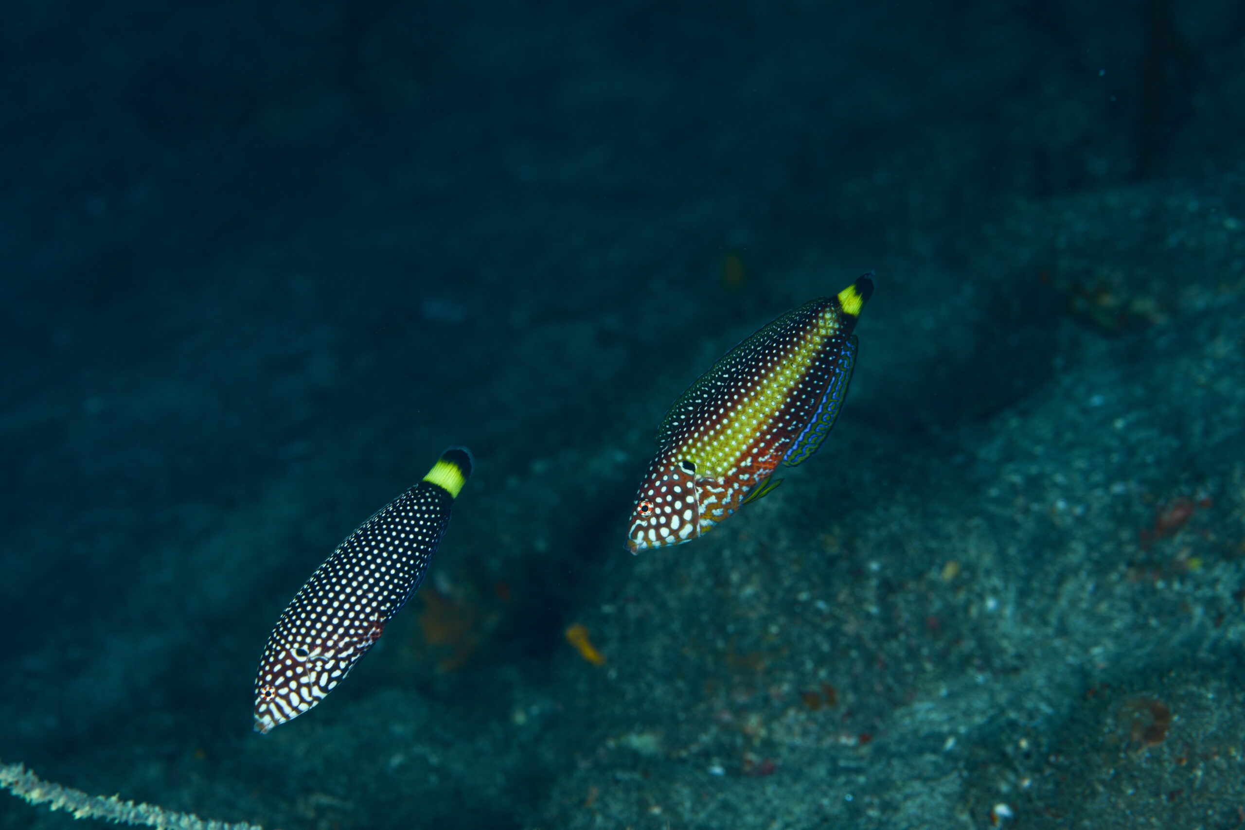 クロフチススキベラ（Anampses melanurus）