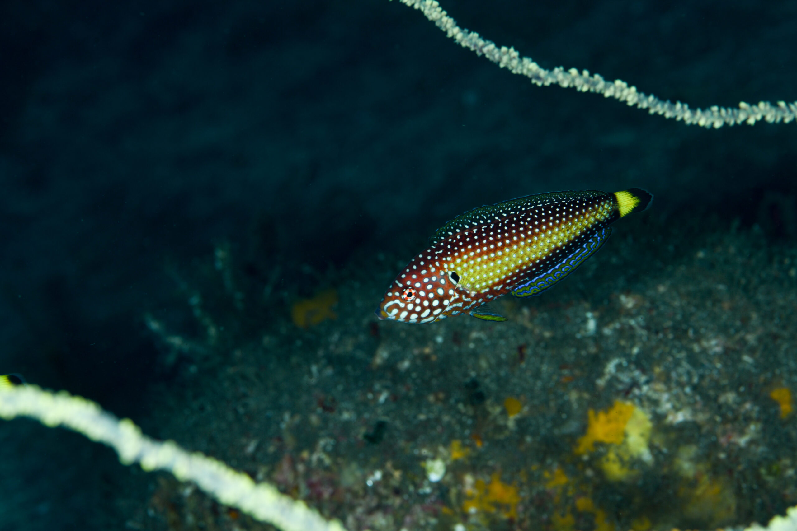 クロフチススキベラ（Anampses melanurus）