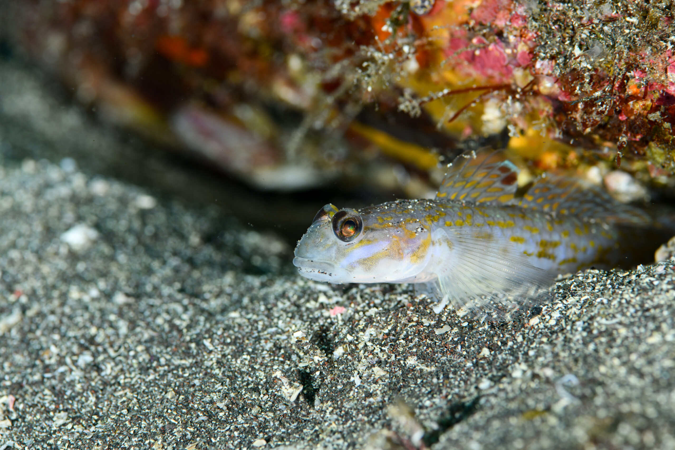 ホシノハゼ（Istigobius hoshinonis）