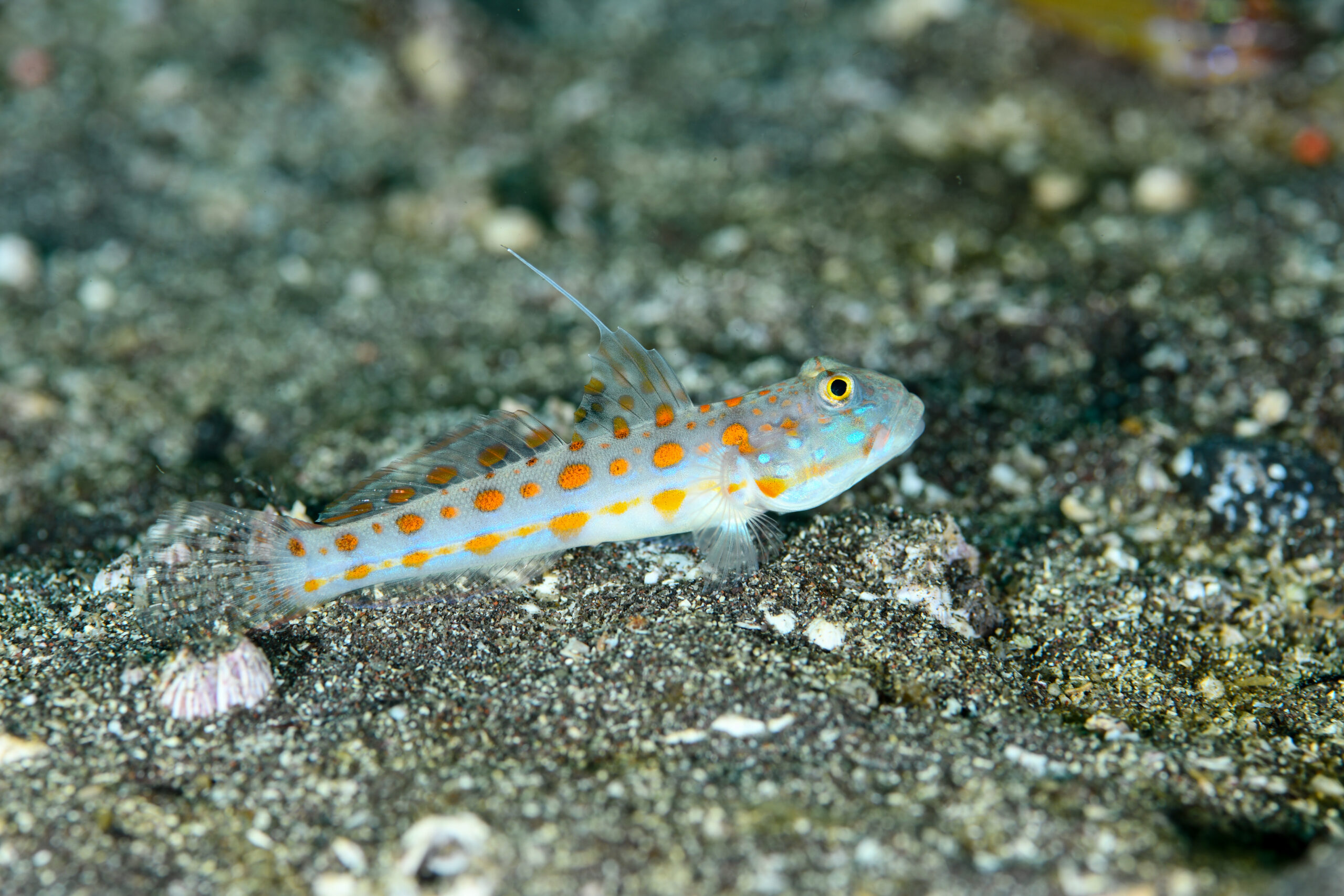 オトメハゼ（Valenciennea puellaris）