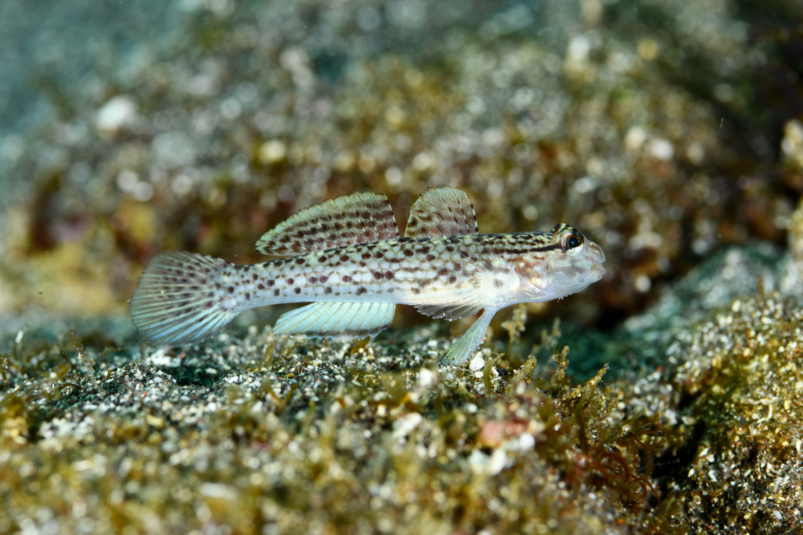 クツワハゼ（Istigobius campbelli）