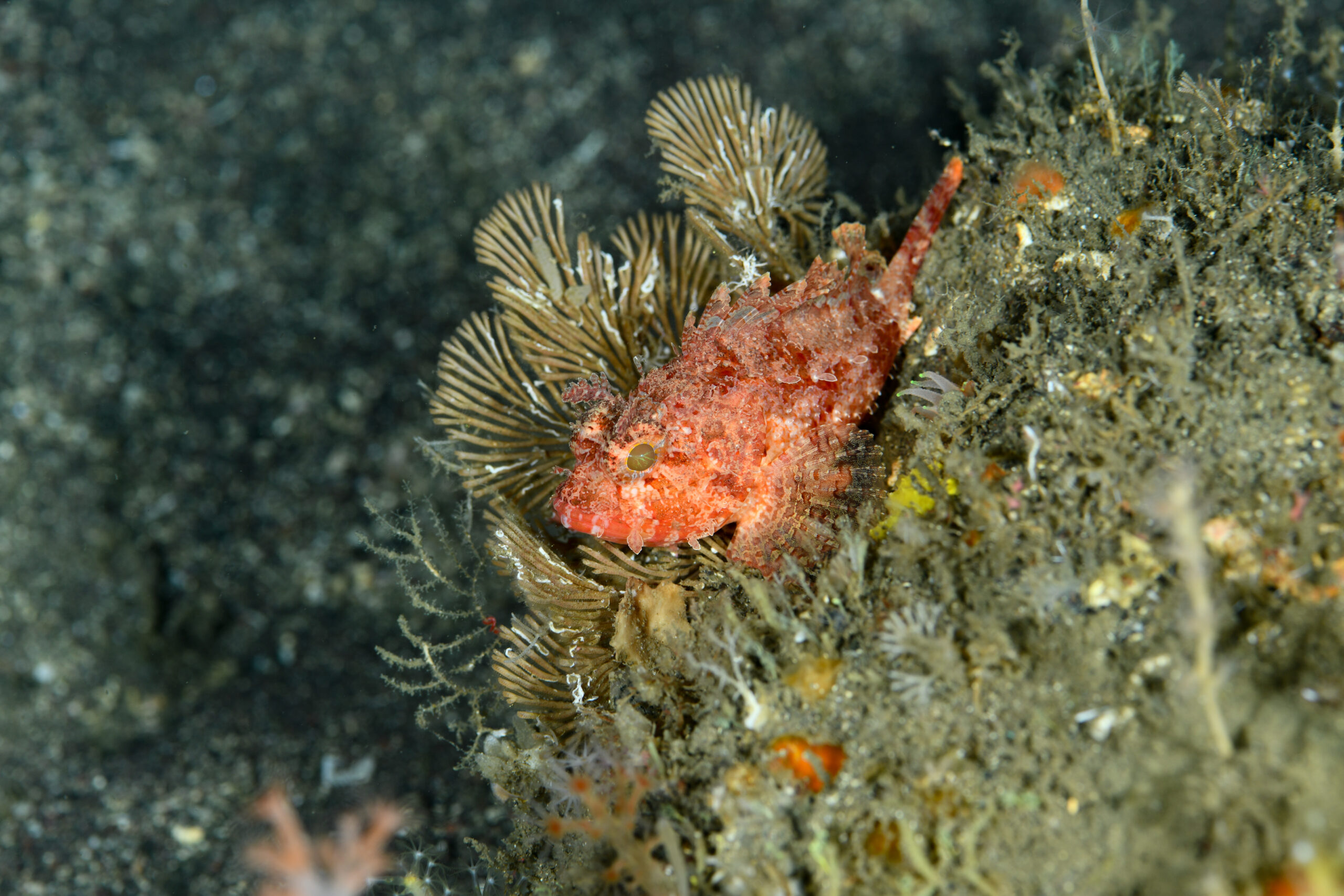 コクチフサカサゴ（Scorpaena miostoma）