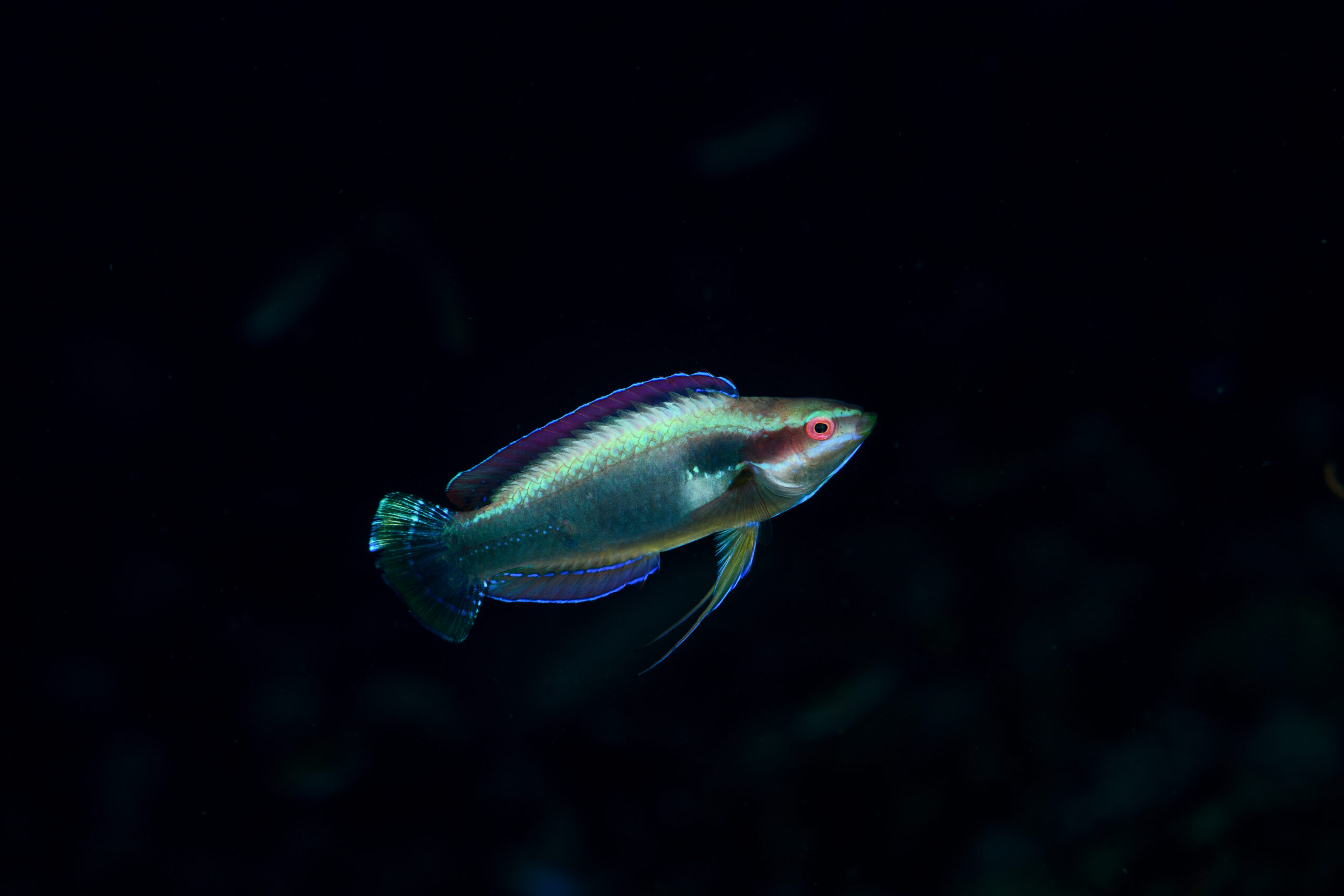 イトヒキベラ（Cirrhilabrus temminckii）