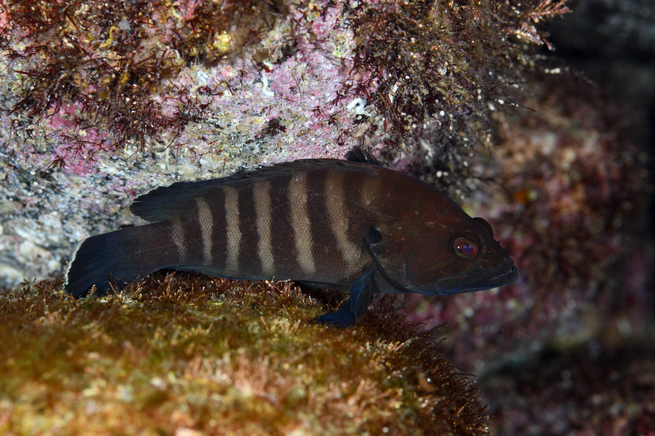 ヤミハタ（Cephalopholis boenak）