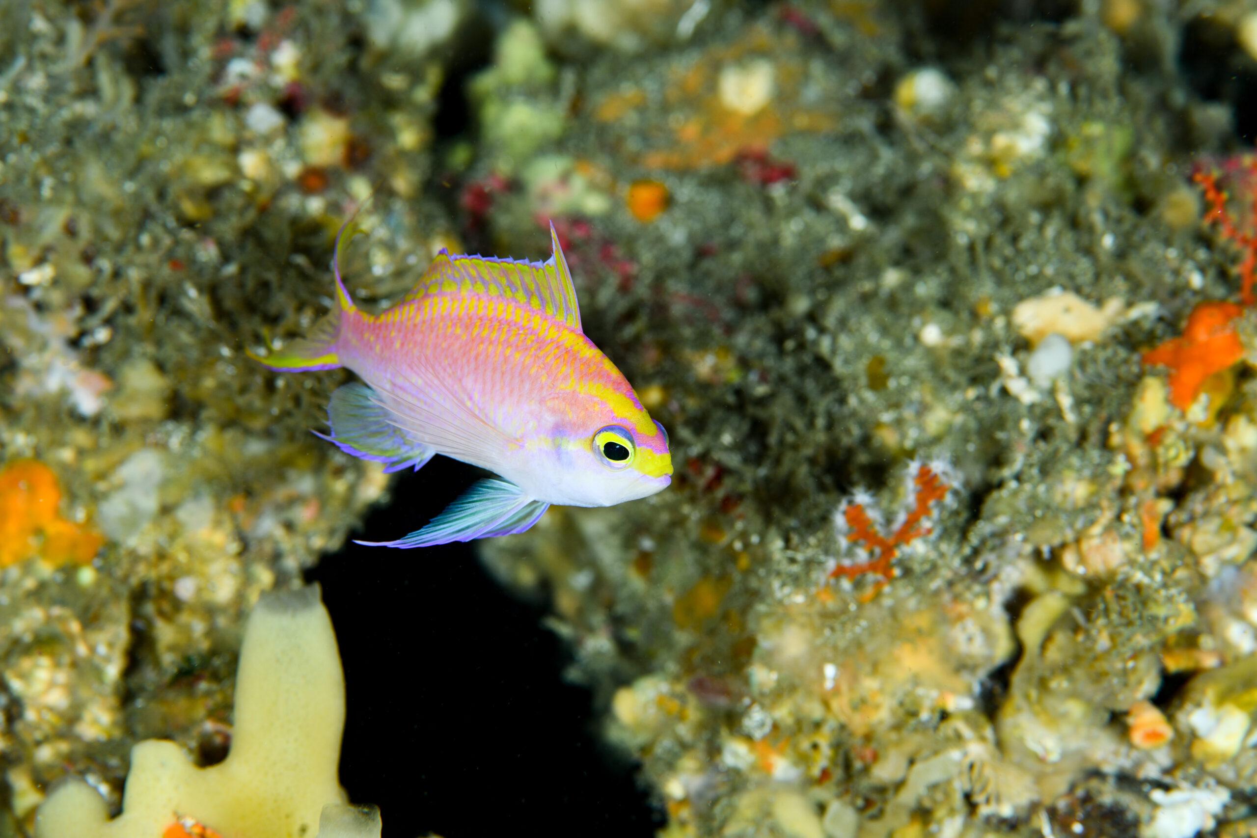 イトヒキハナダイのメス（Tosanoides filamentosus）