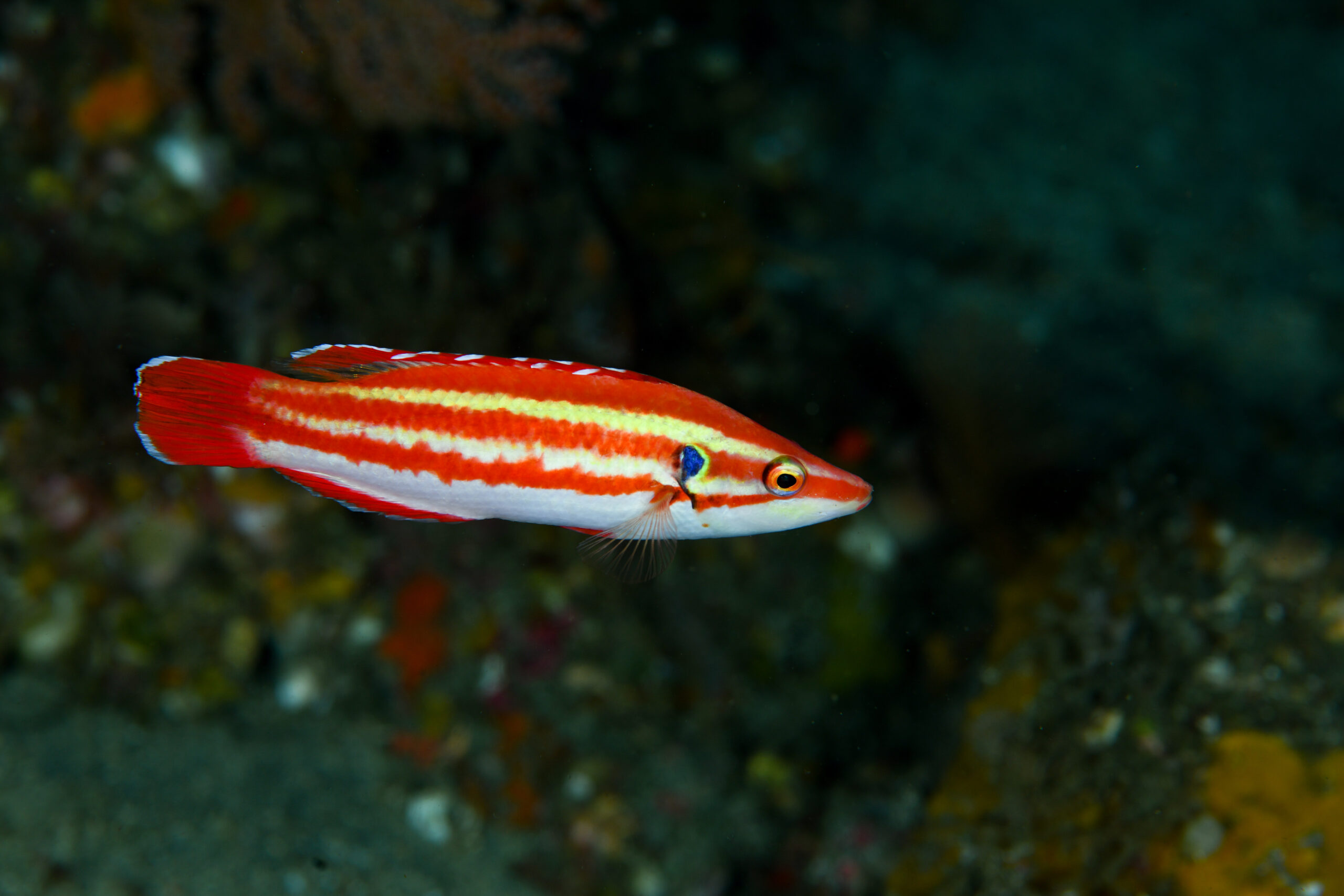 シマキツネベラ（Bodianus masudai）