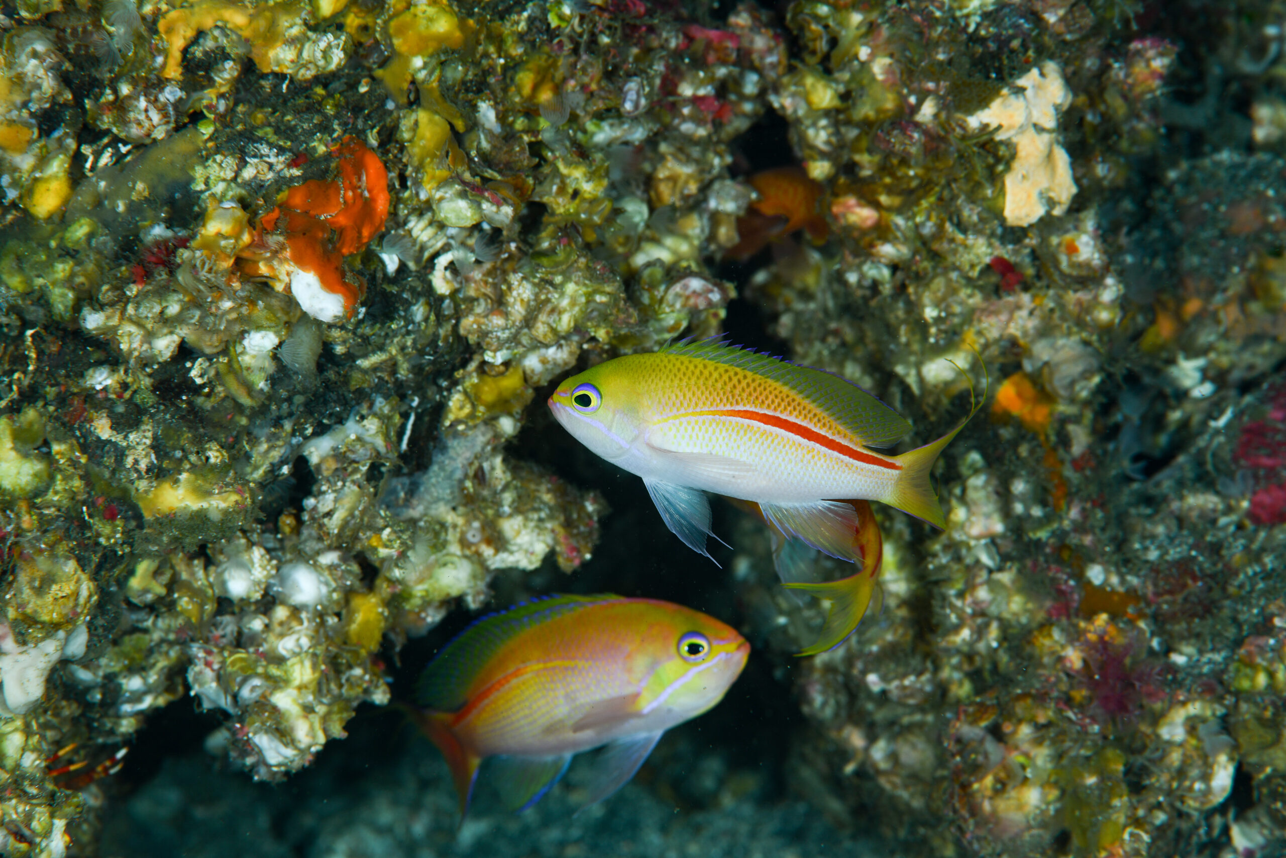 イトヒキコハクハナダイ（Pseudanthias rubrolineatus）
