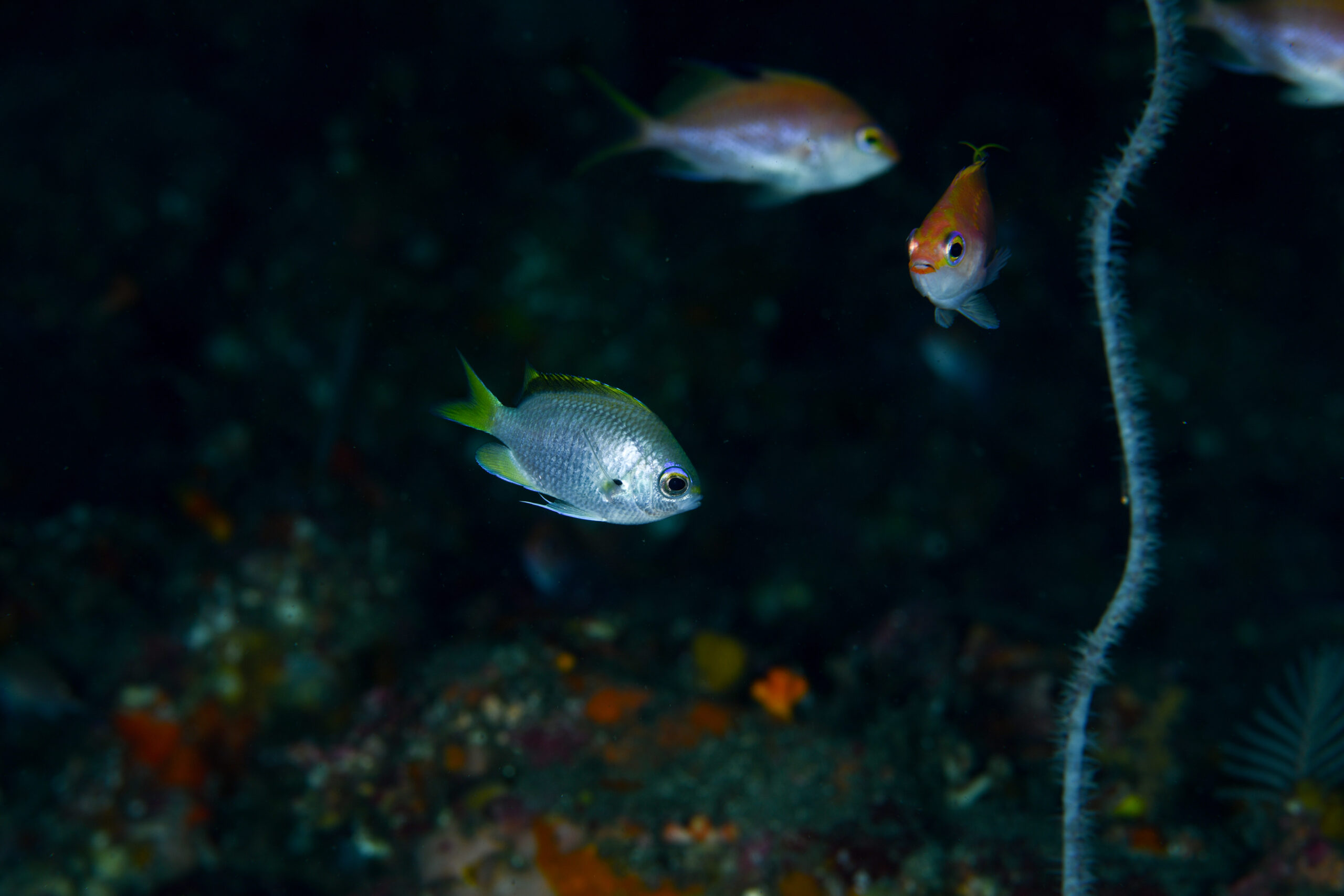 ゲッコウスズメダイ（Chromis tingting）