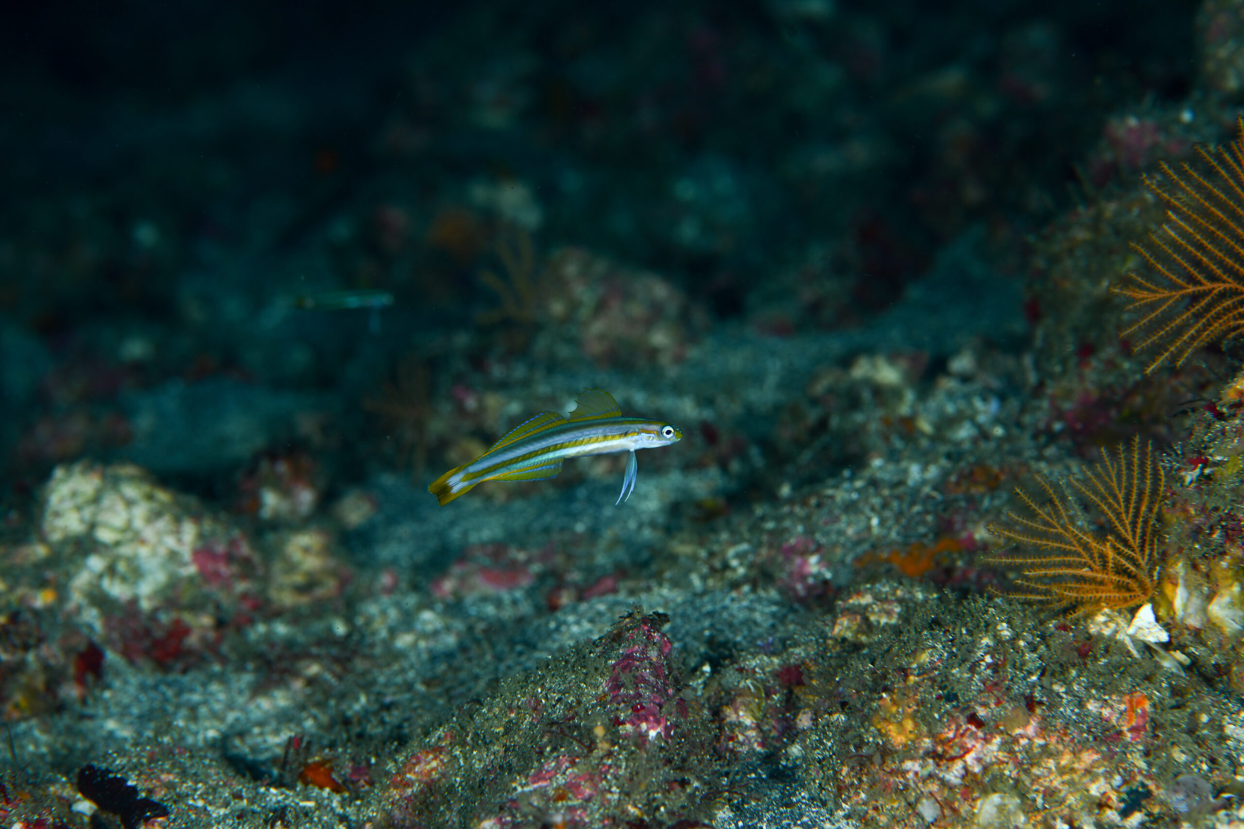 スジクロユリハゼ（Ptereleotris grammica）