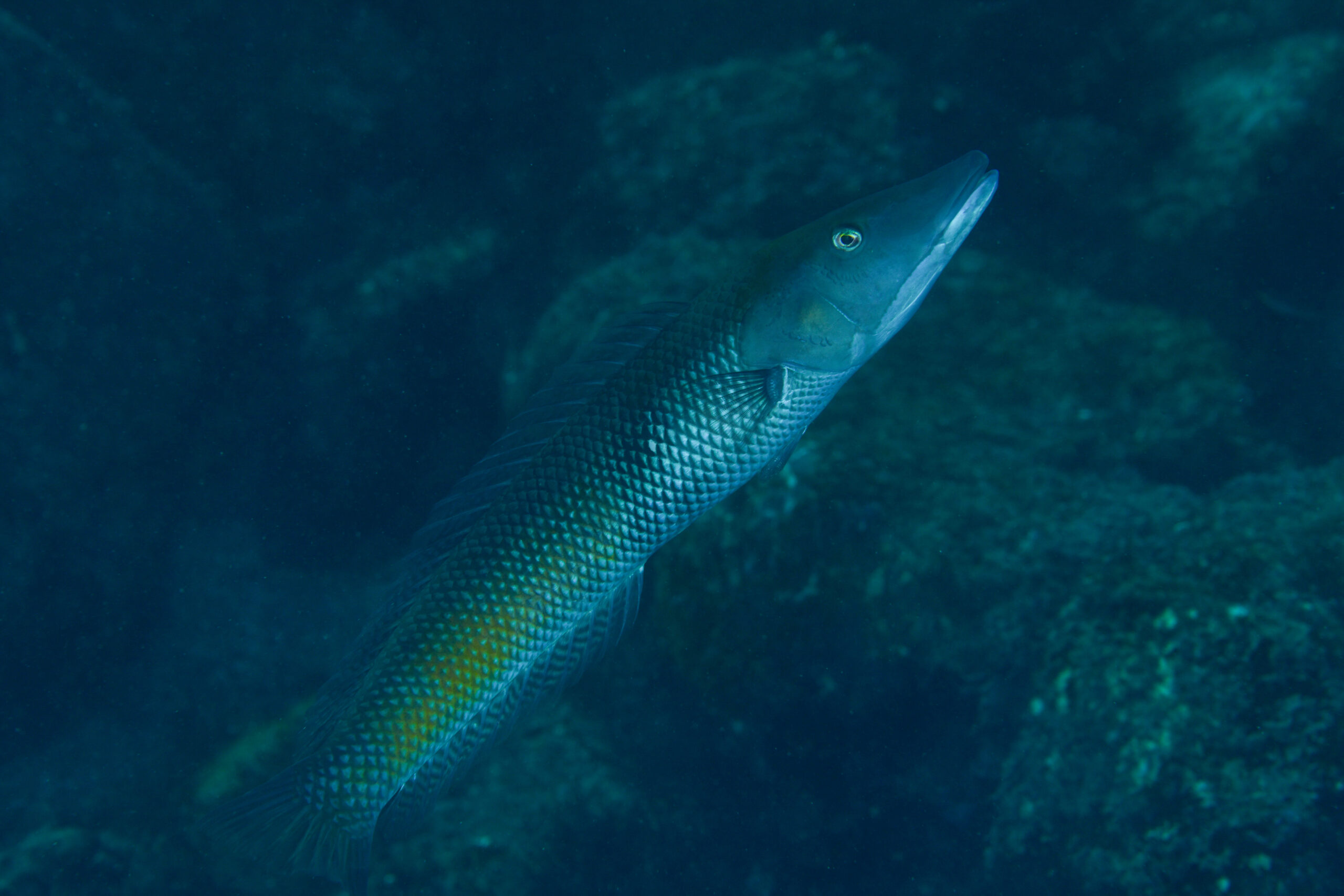 カマスベラ（Cheilio inermis）
