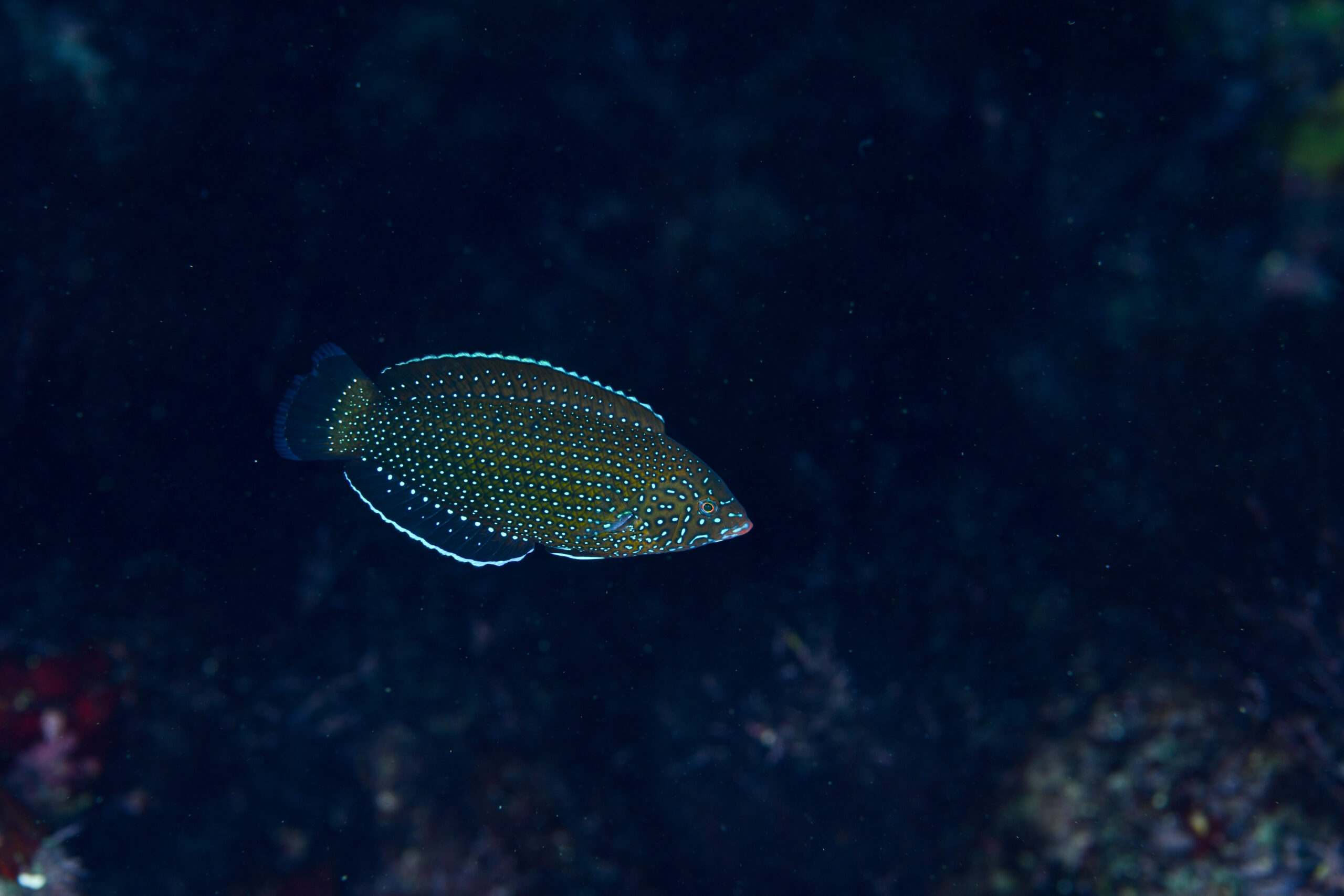 ブチススキベラ（Anampses caeruleopunctatus）