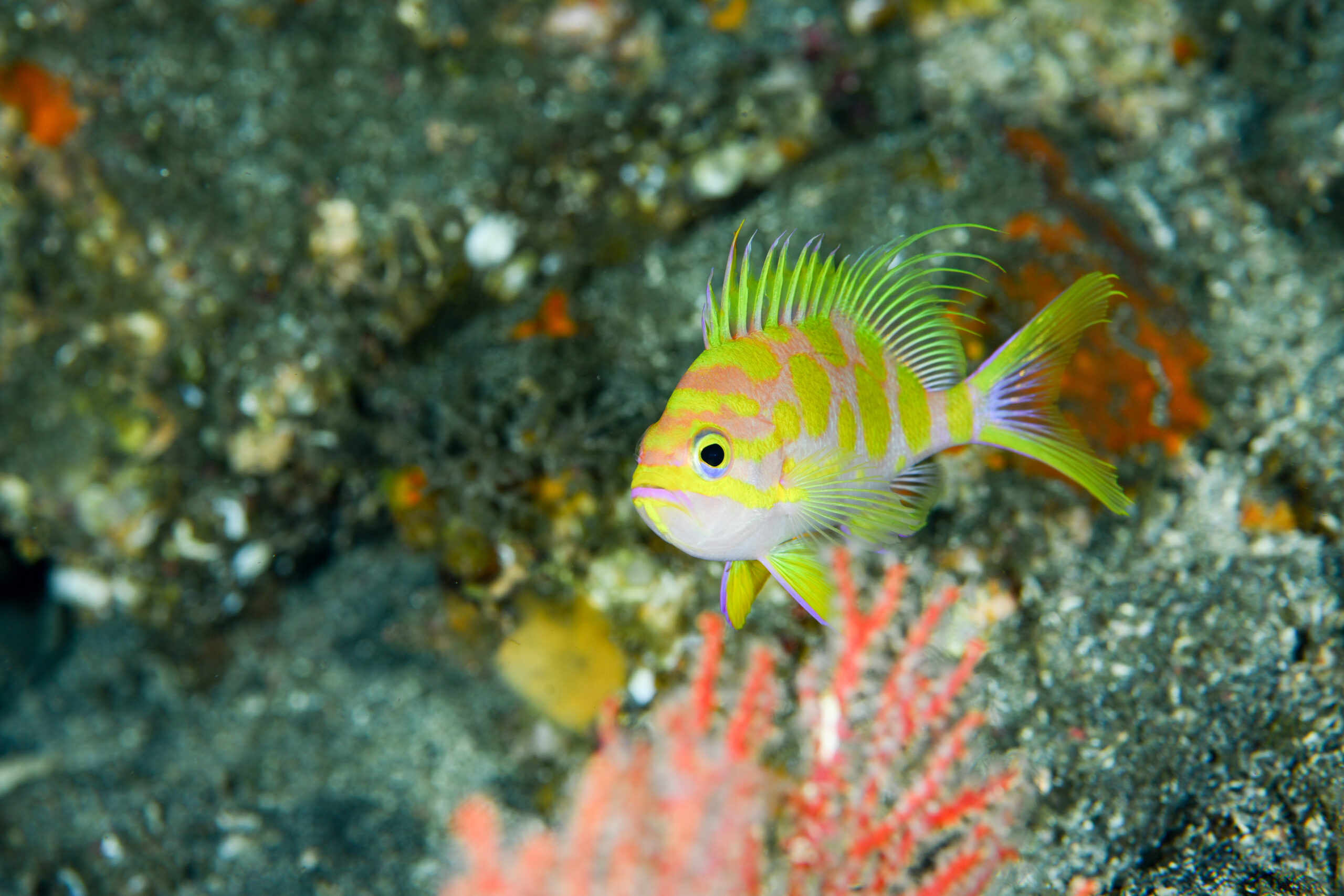 マダラハナダイ（Odontanthias borbonius）
