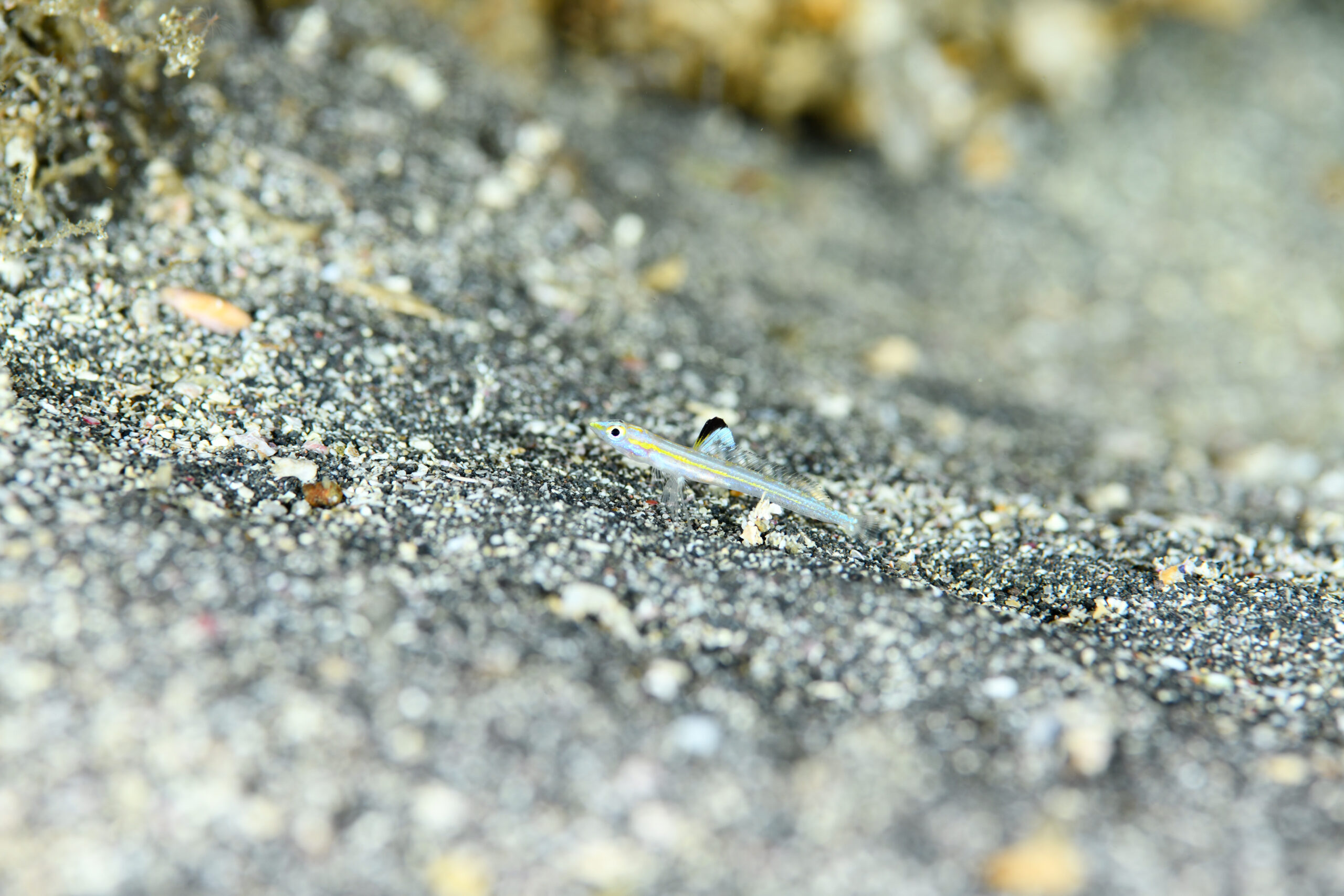 ホタテエソ（Pseudotrichonotus altivelis）
