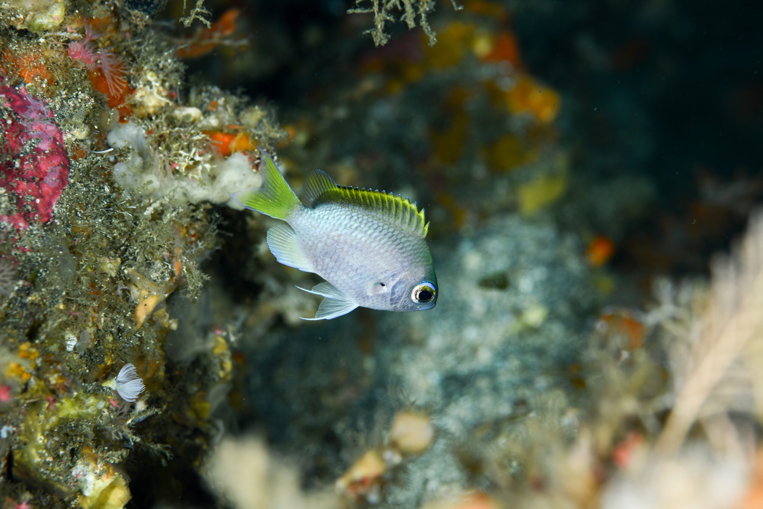 ゲッコウスズメダイ（Chromis tingting）