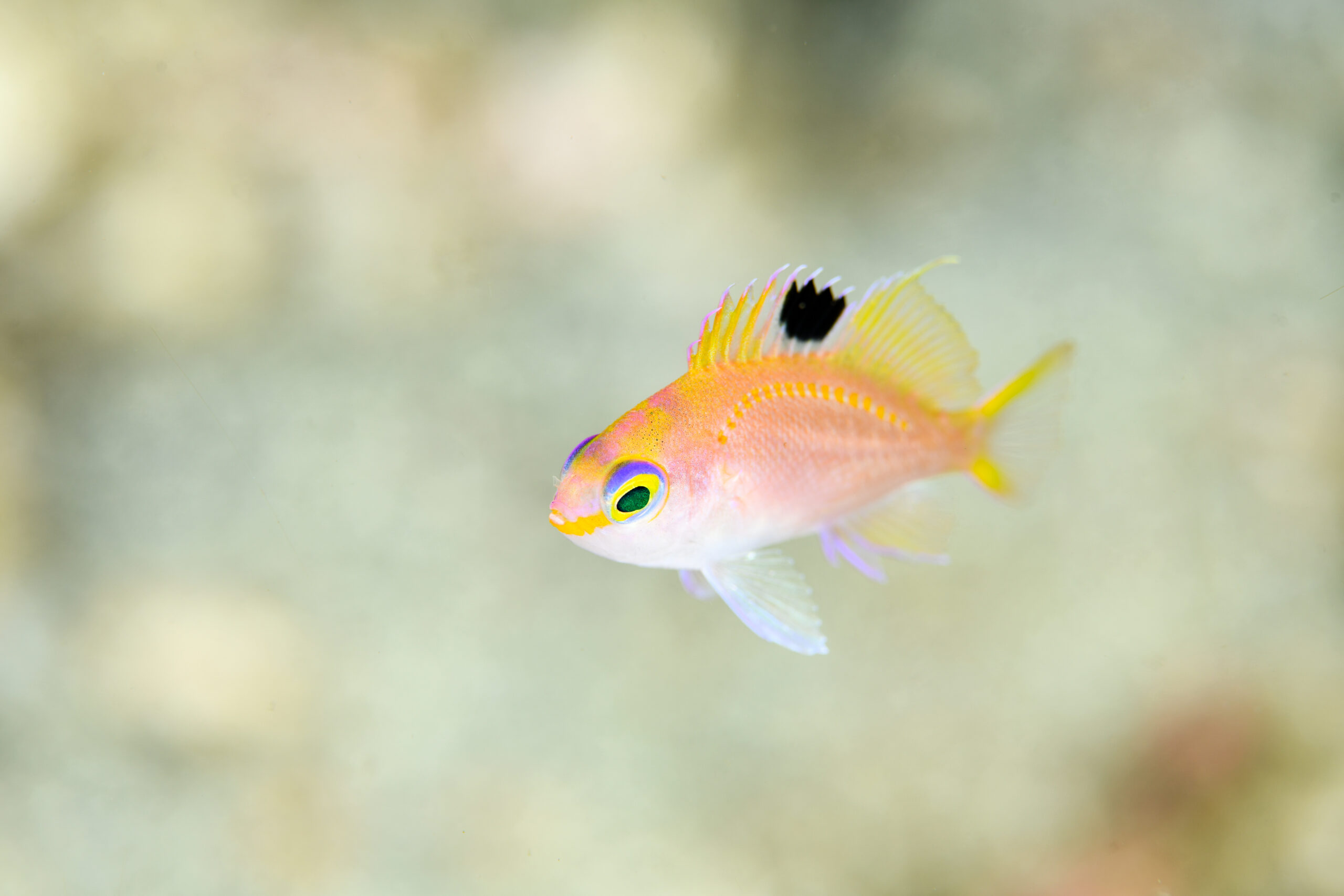サクラダイ（Sacura margaritacea）