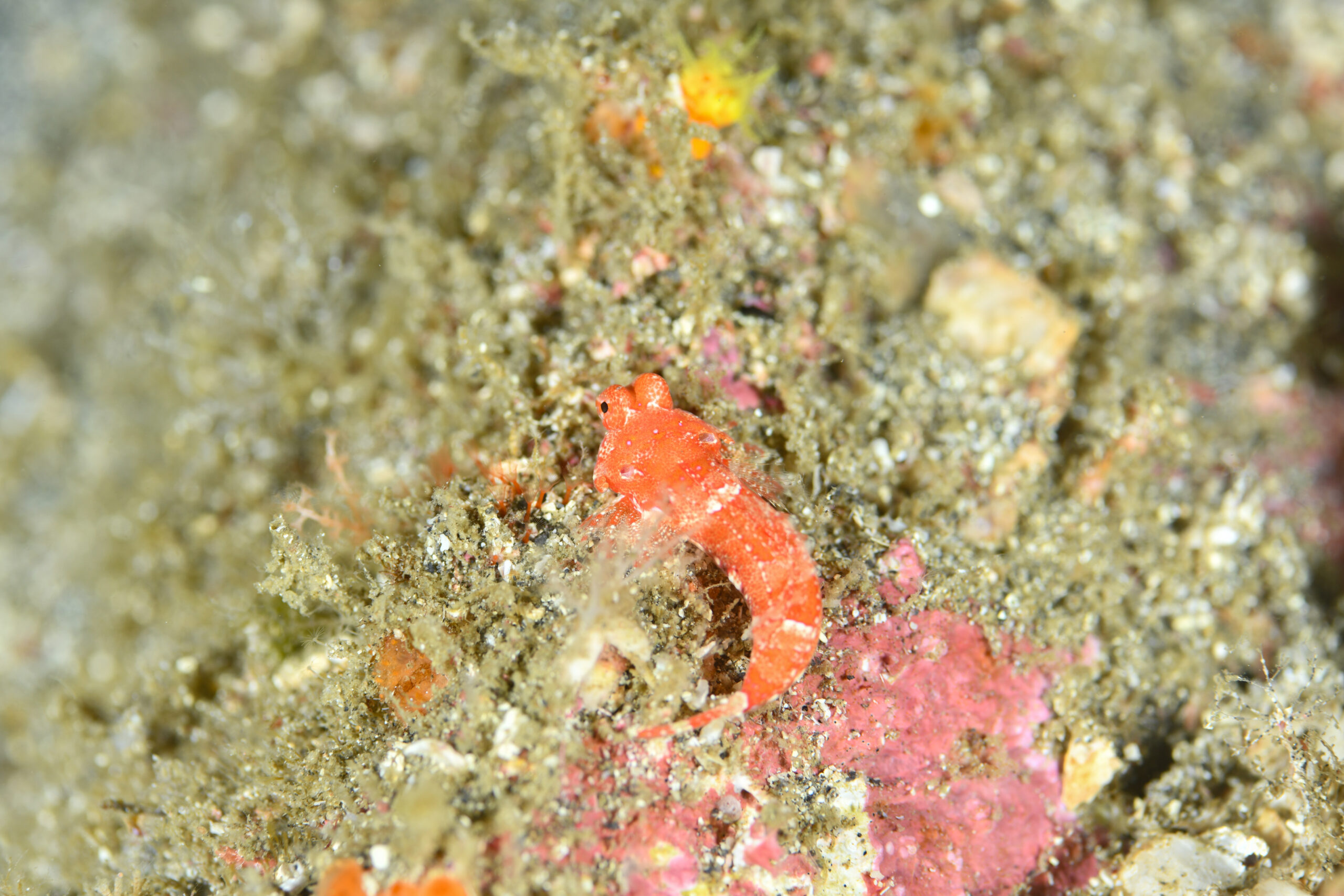 アカオビコテグリ（Neosynchiropus rubrovinctus）
