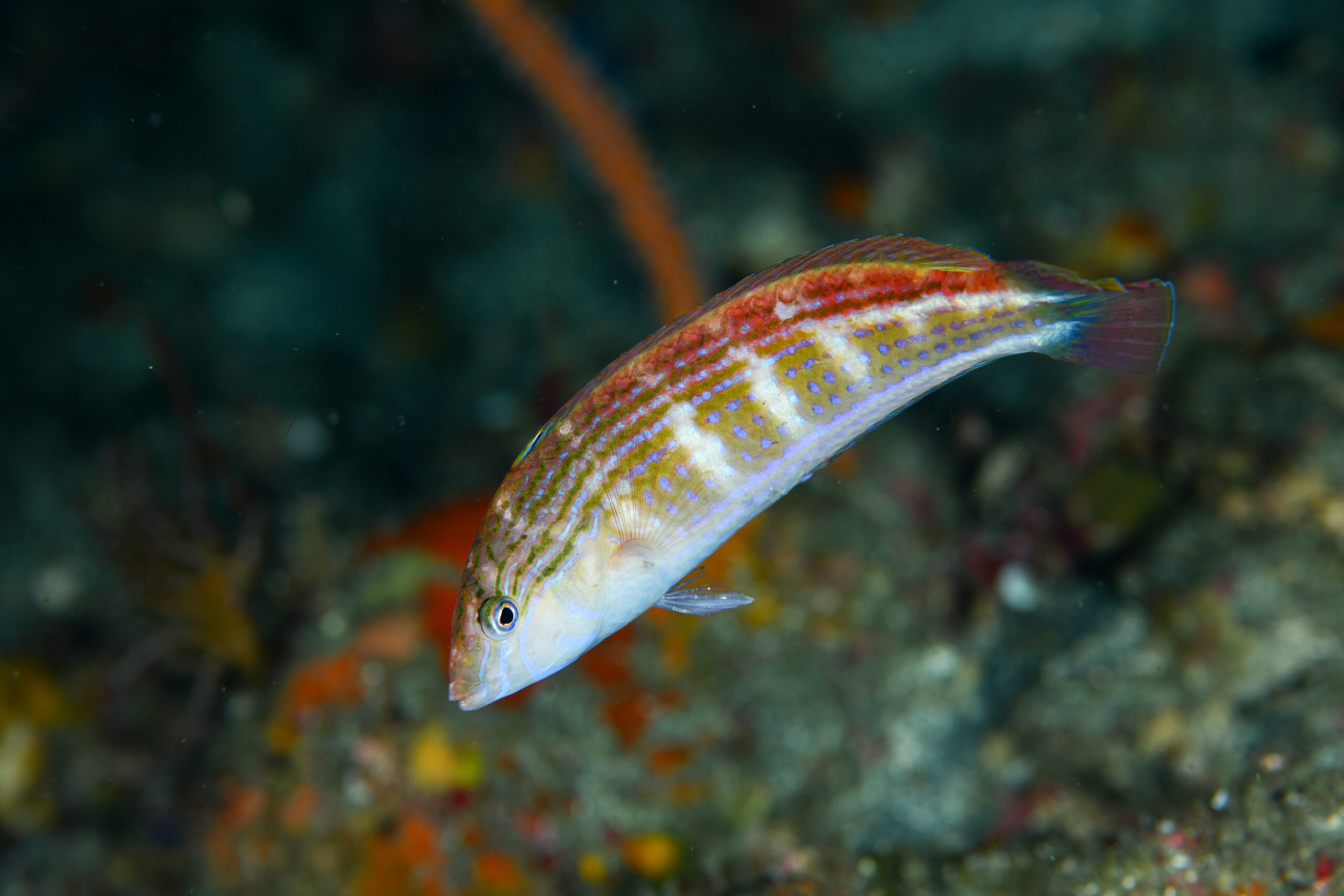 アデイトベラ（Suezichthys arquatus）