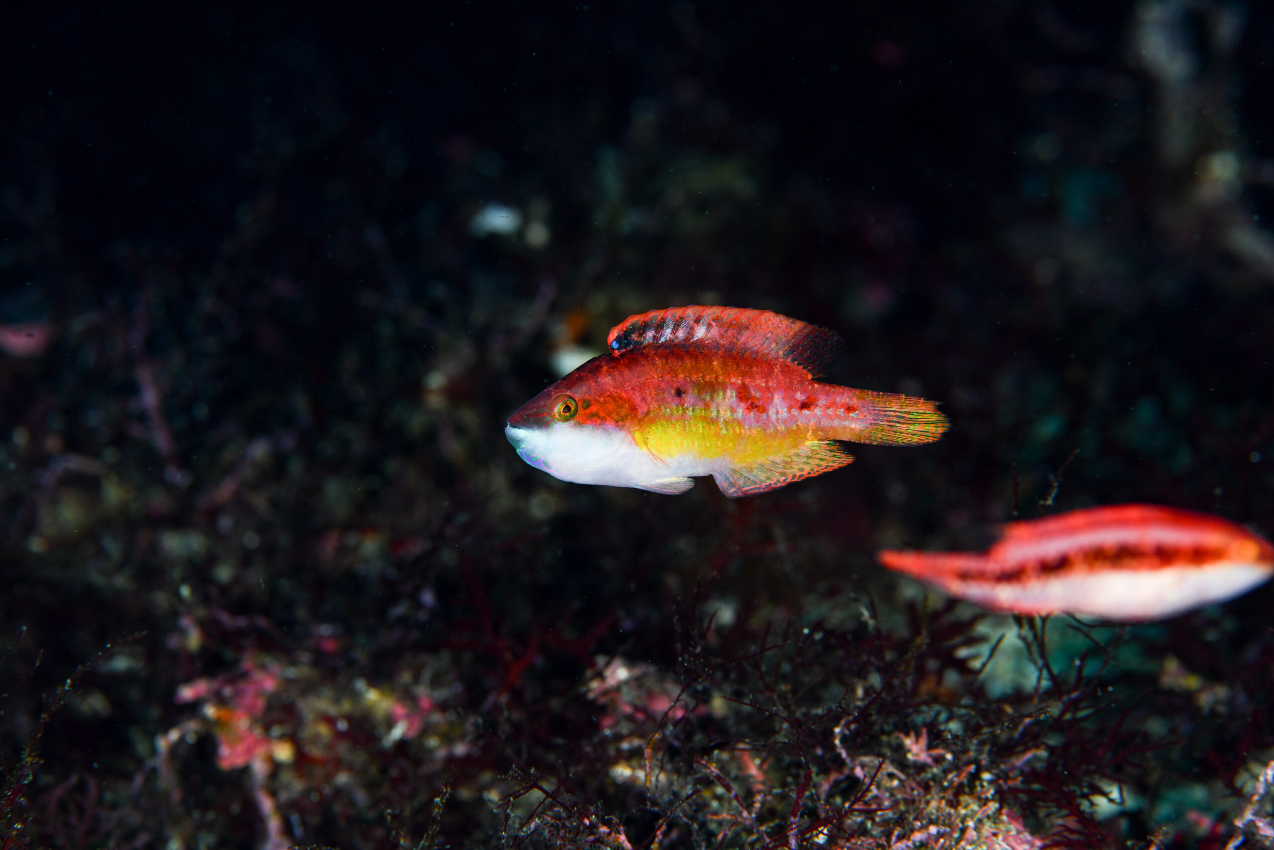タコベラ（Oxycheilinus bimaculatus）