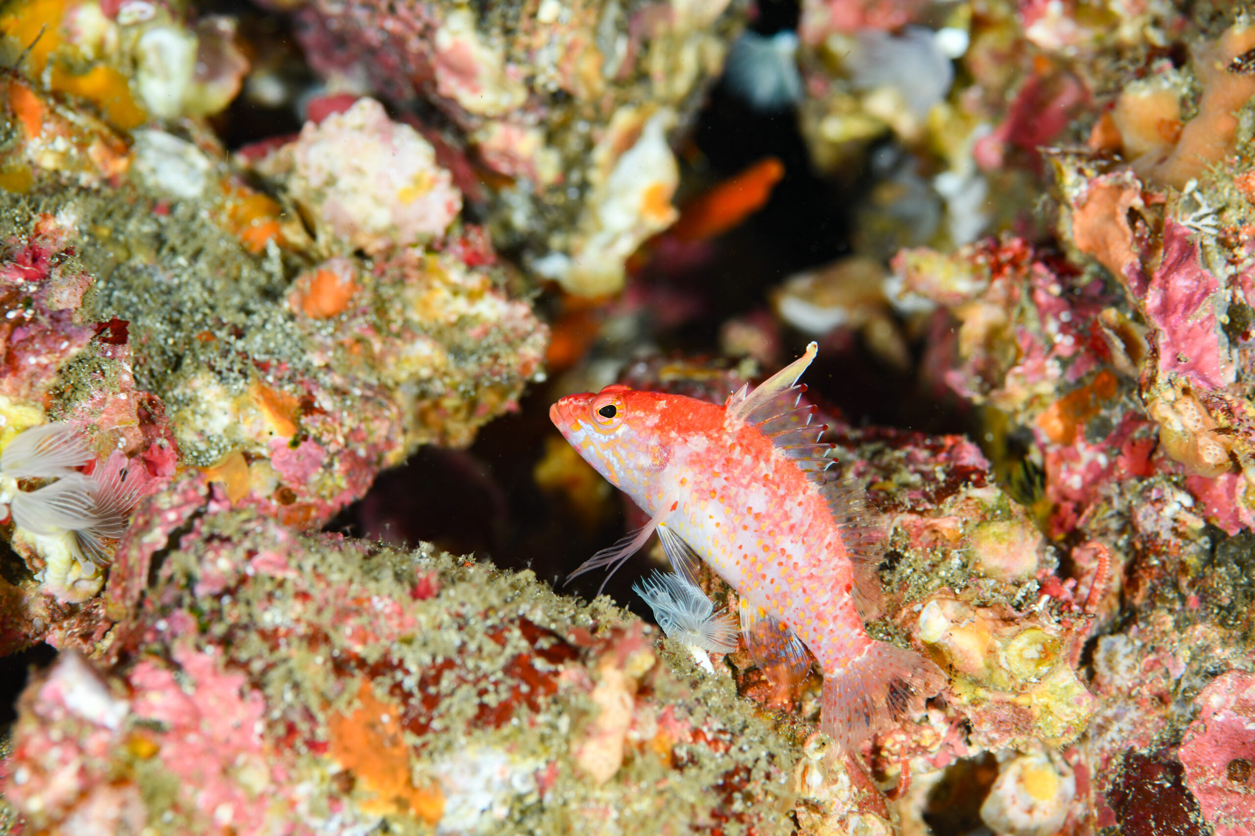 チゴハナダイ（Plectranthias altipinnatus）