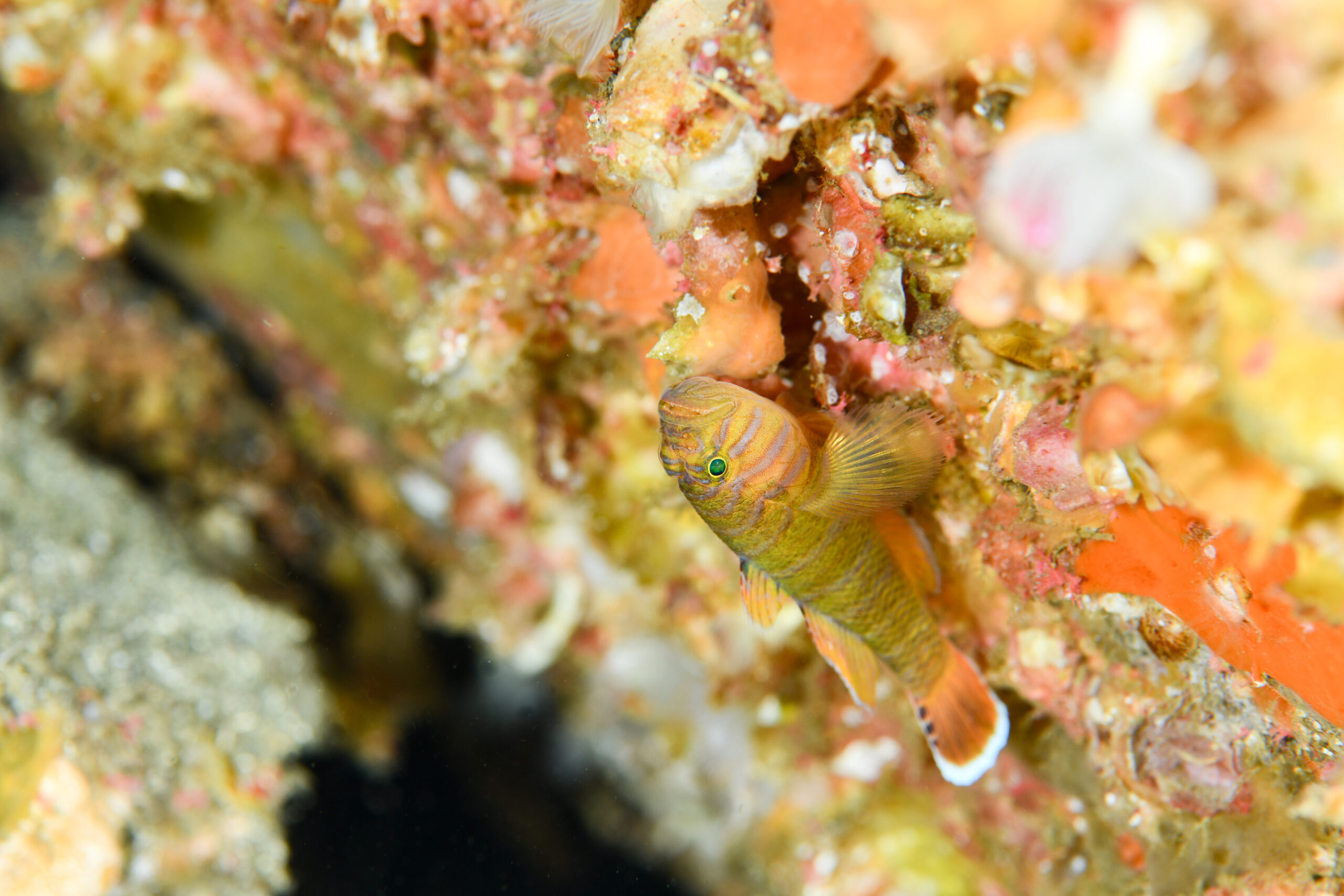 コクテンベンケイハゼ（Priolepis akihitoi）