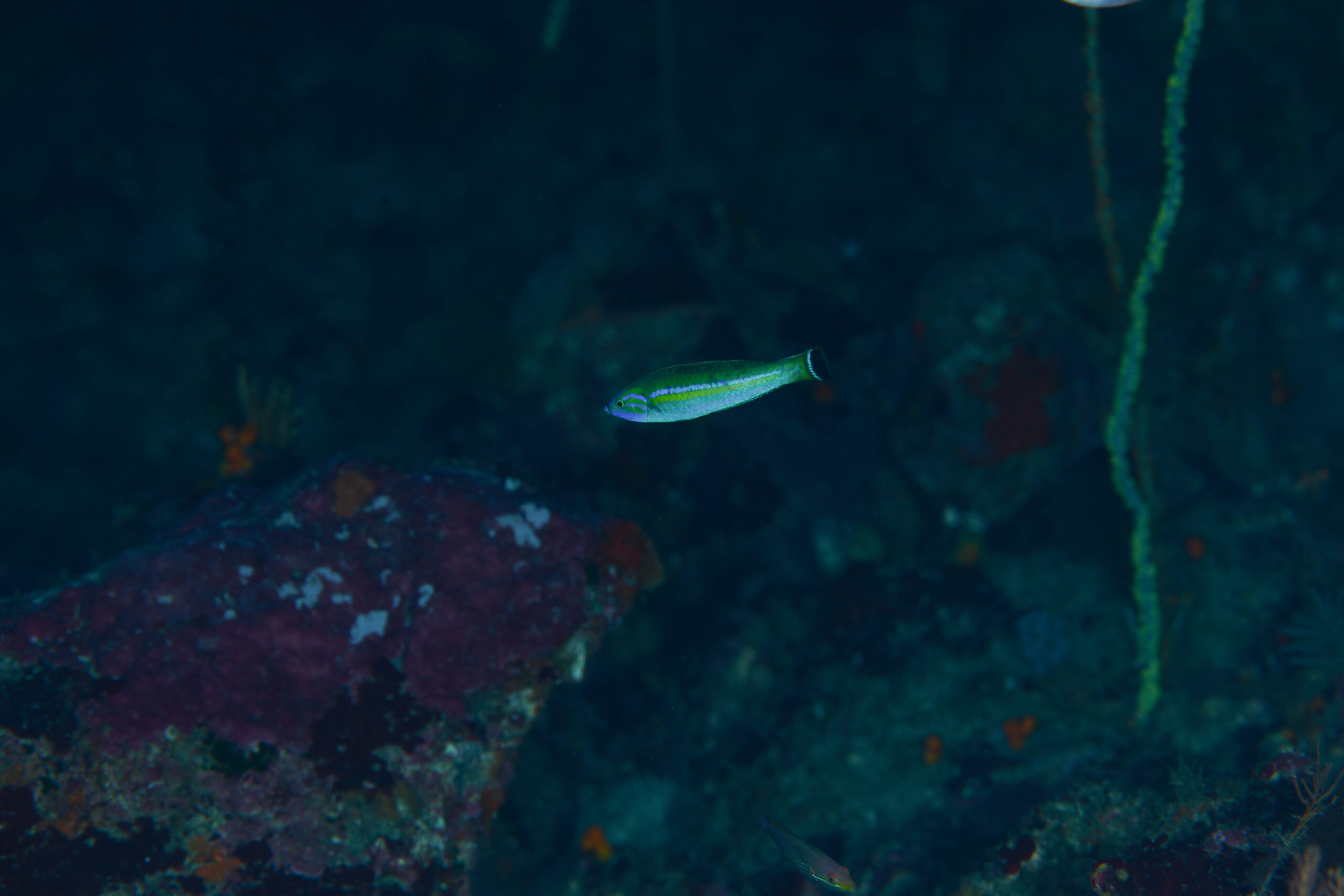 オグロベラ（Pseudojuloides splendens）