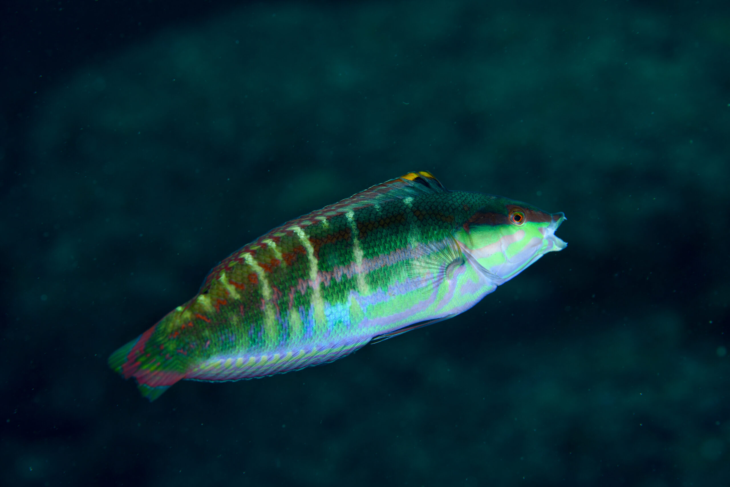 スジベラ（Coris dorsomacula）