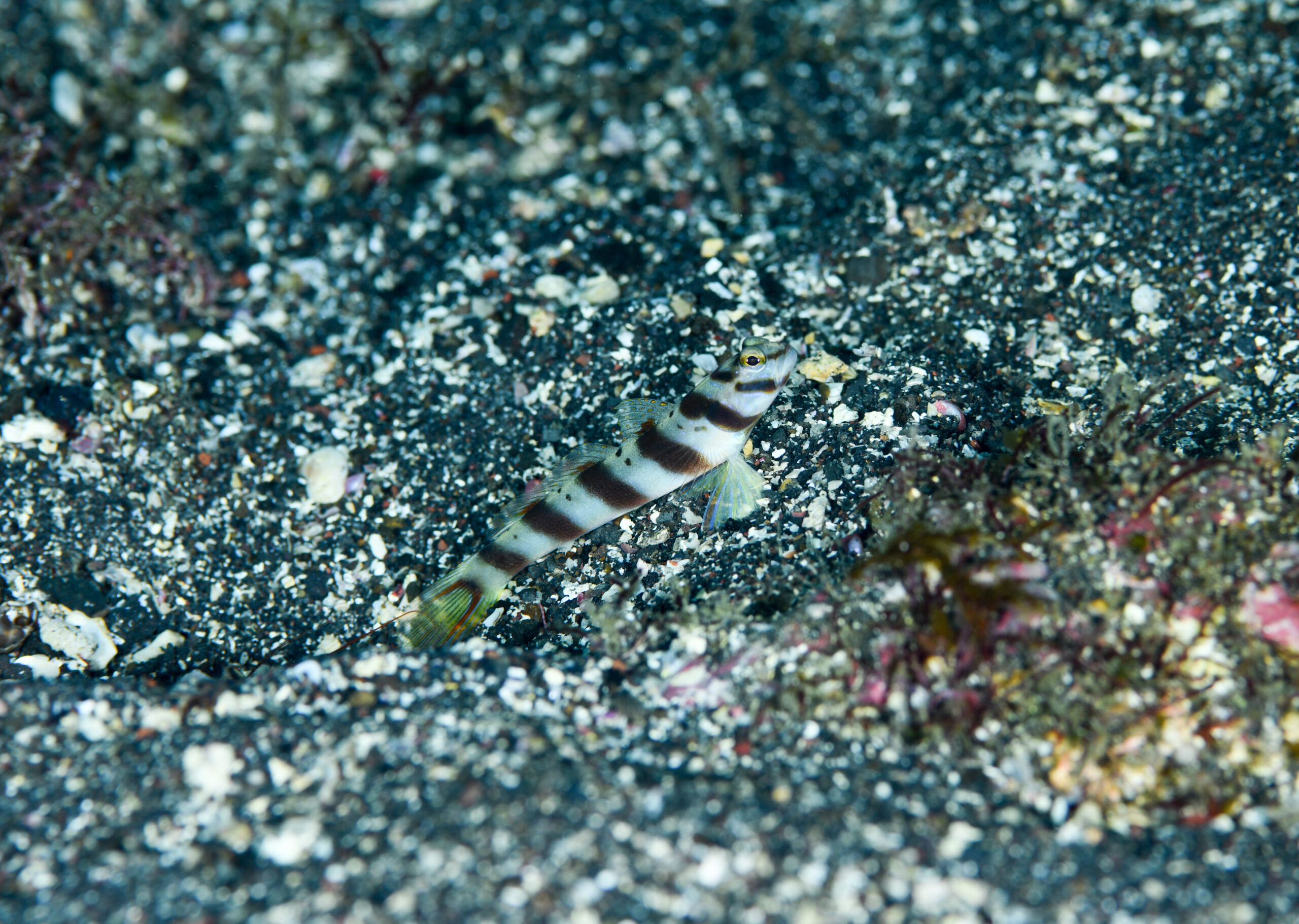 ハチマキダテハゼ(Amblyeleotris diagonalis)