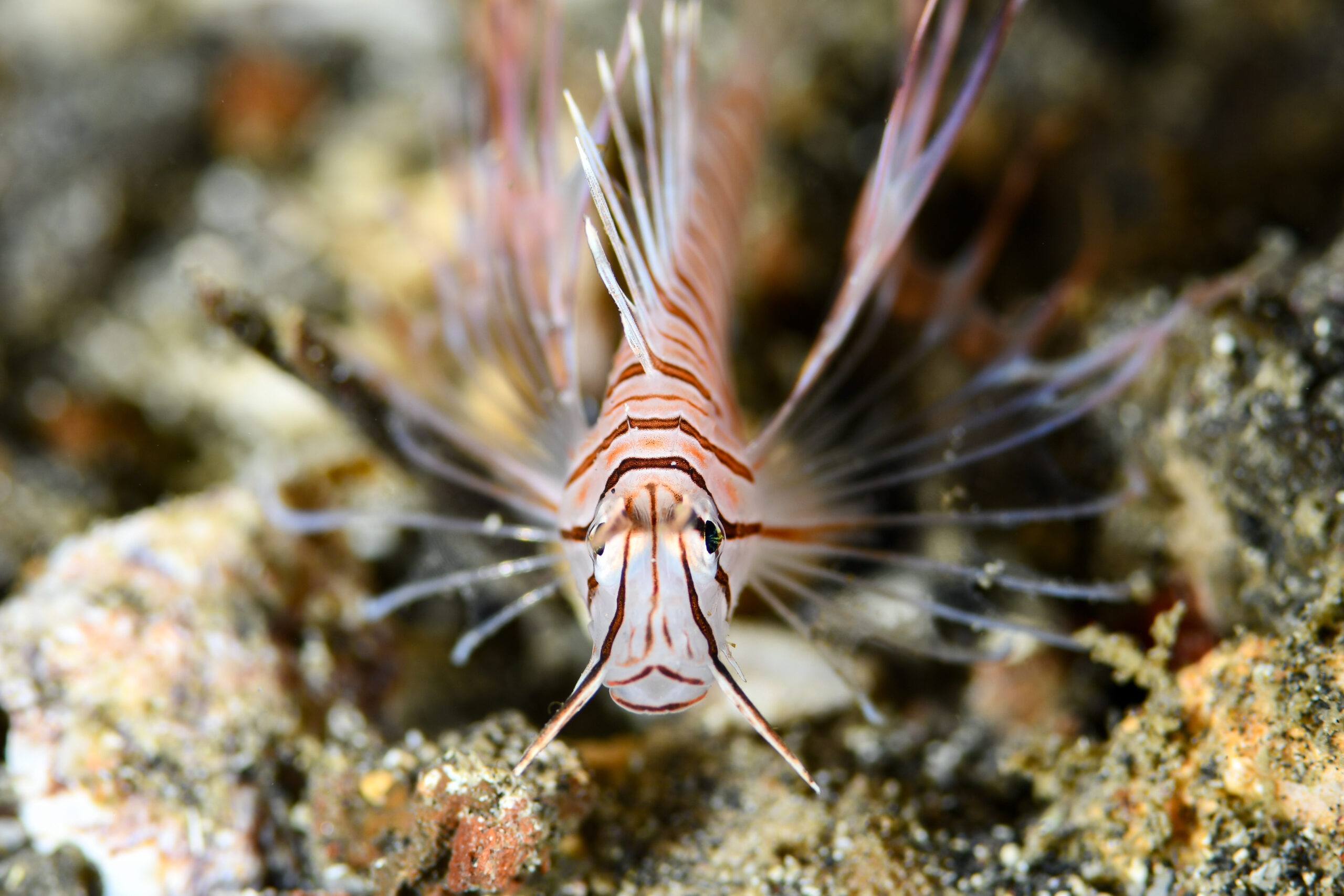 ハナミノカサゴ(Pterois volitans)