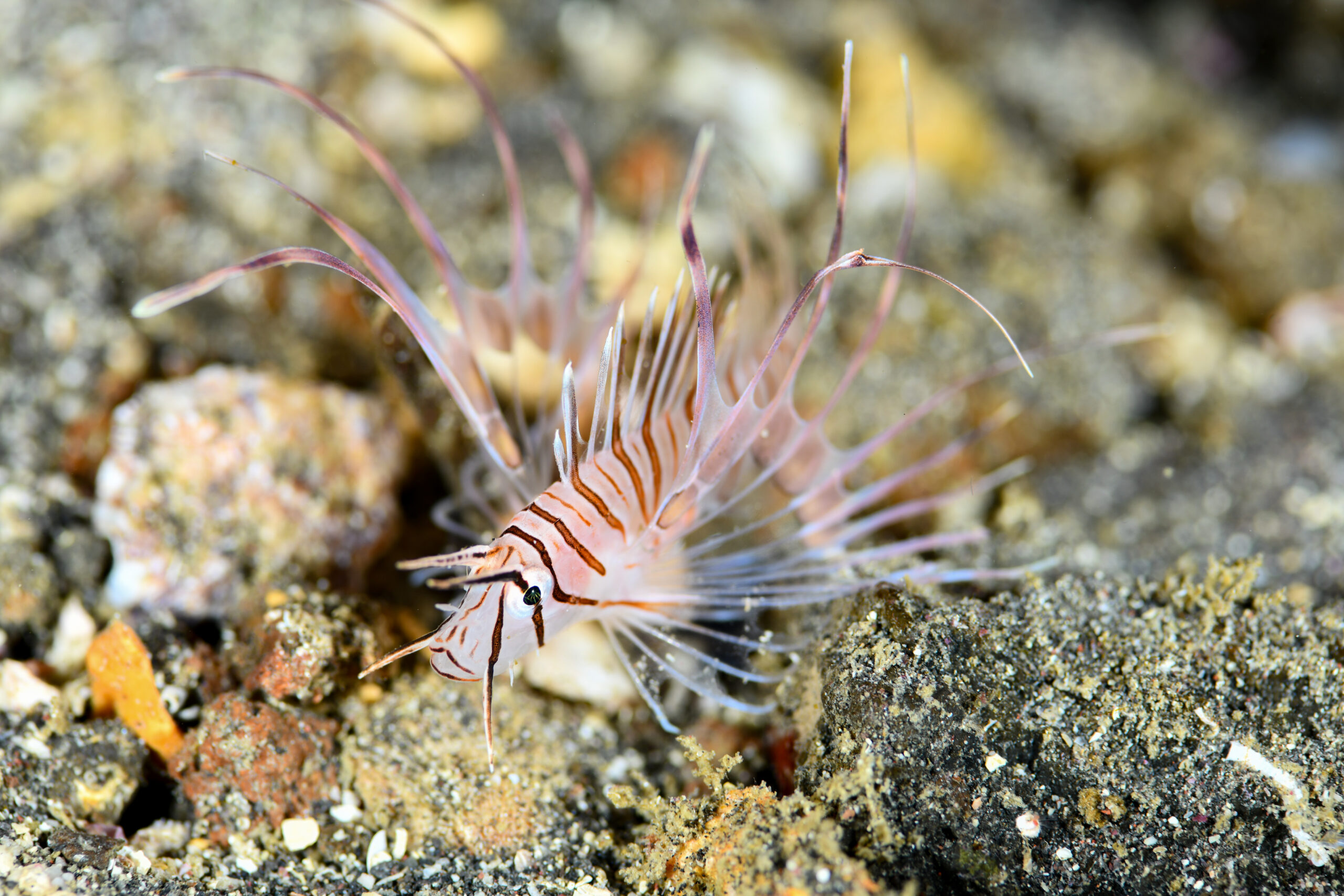 ハナミノカサゴ(Pterois volitans)