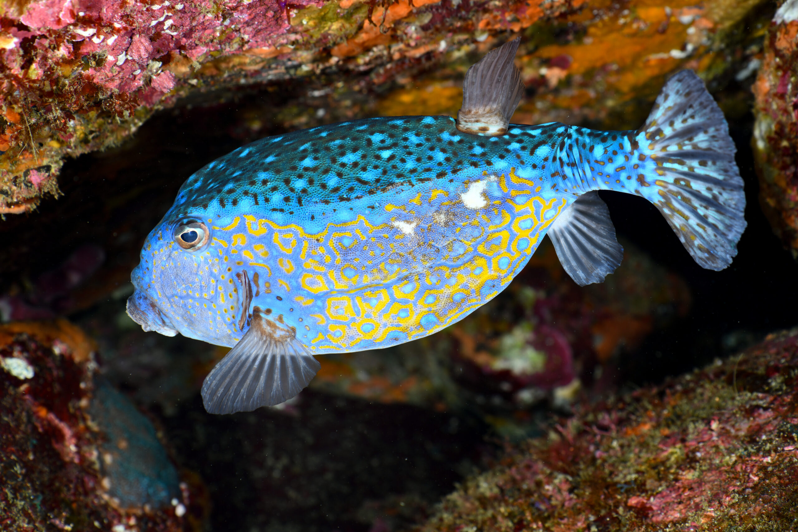 ハコフグ(Ostracion immaculatus)