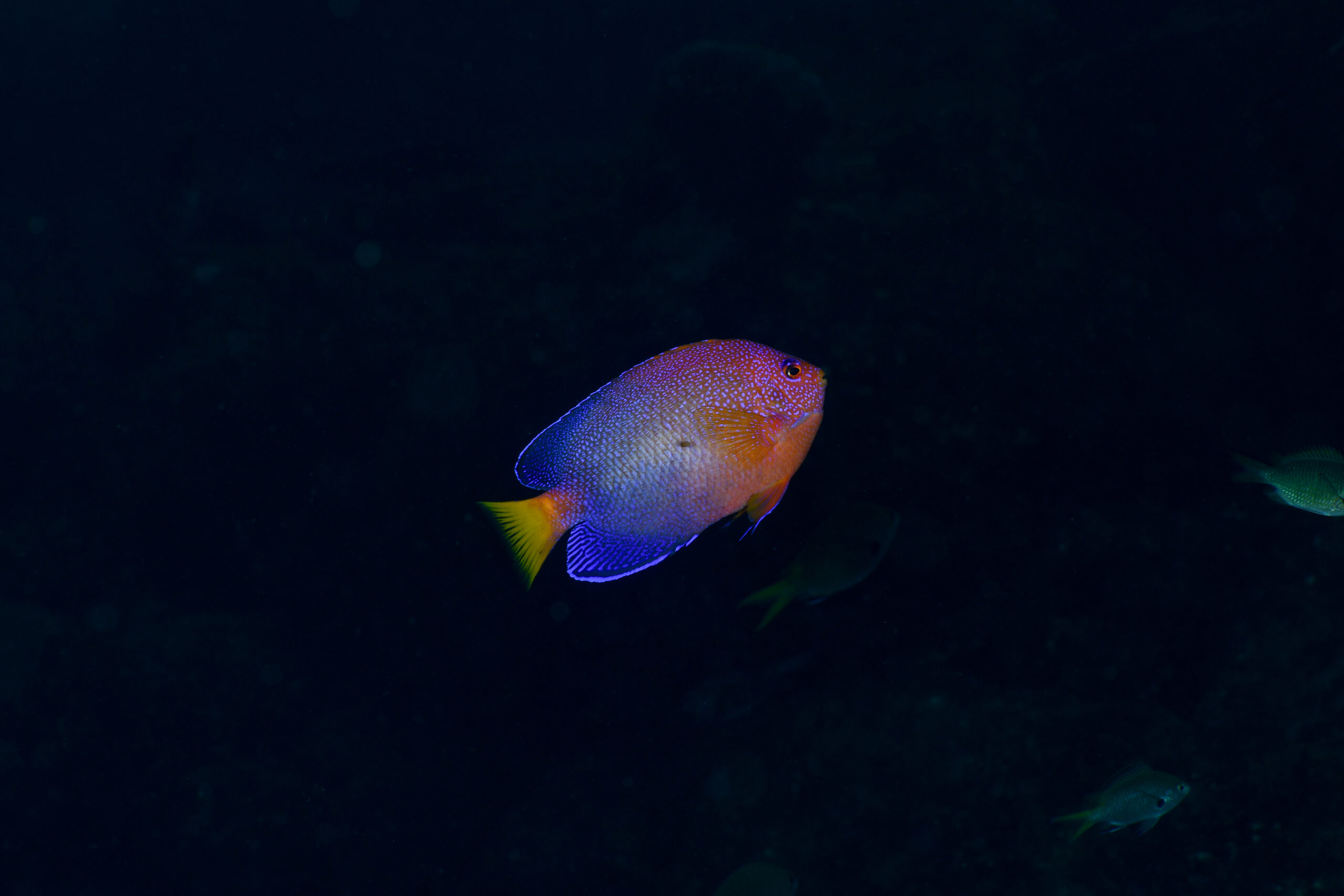レンテンヤッコ(Centropyge interrupta)