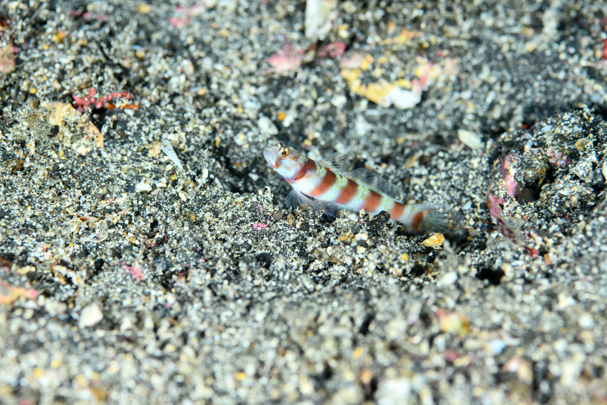 ミナミダテハゼ(Amblyeleotris ogasawarensis)