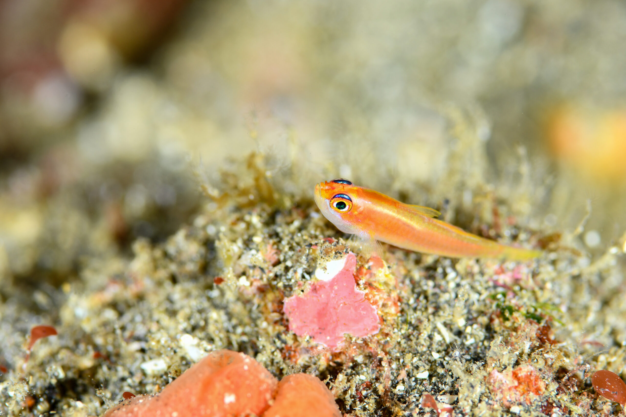 ヒメニラミベニハゼ(Trimma anaima)
