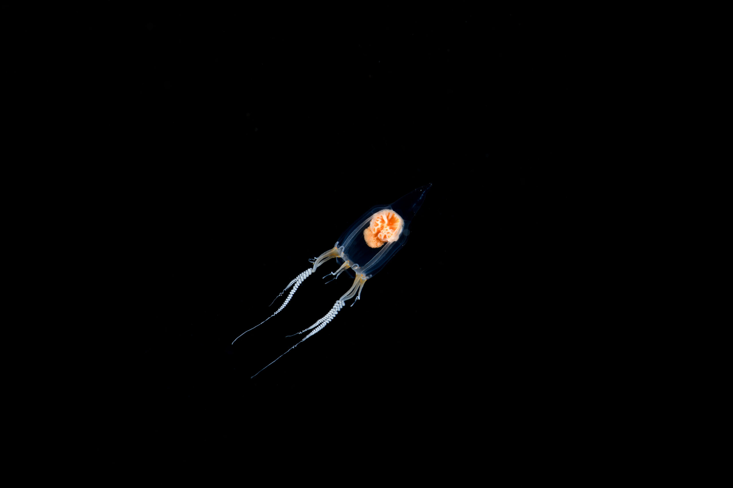 エボシクラゲ(Leuckartiara octona)