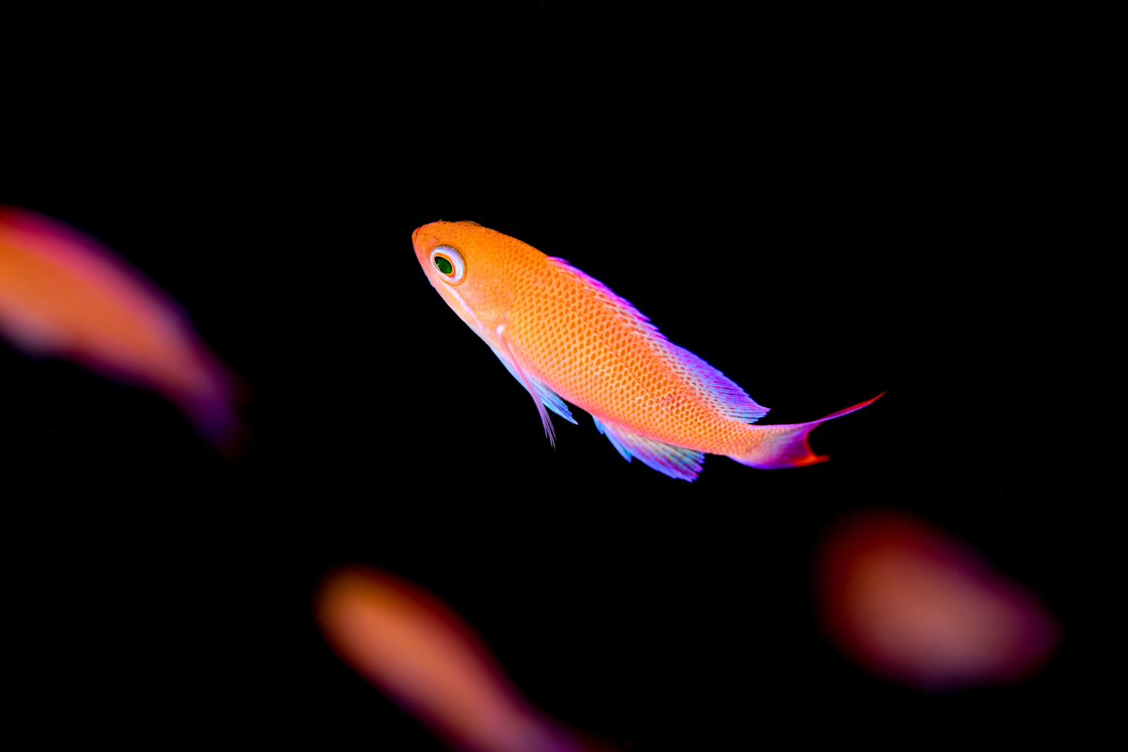 アカオビハナダイ(Pseudanthias rubrizonatus)・幼魚