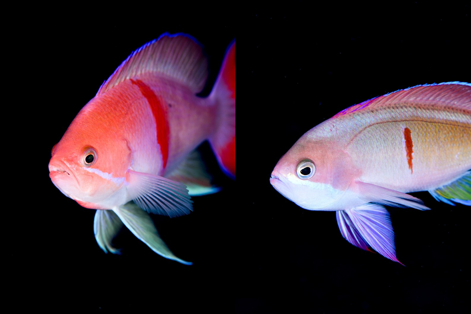 アカオビハナダイ（Pseudanthias rubrizonatus）とカシワハナダイ（Pseudanthias cooperi）の赤い帯の比較・両写真を左右反転
