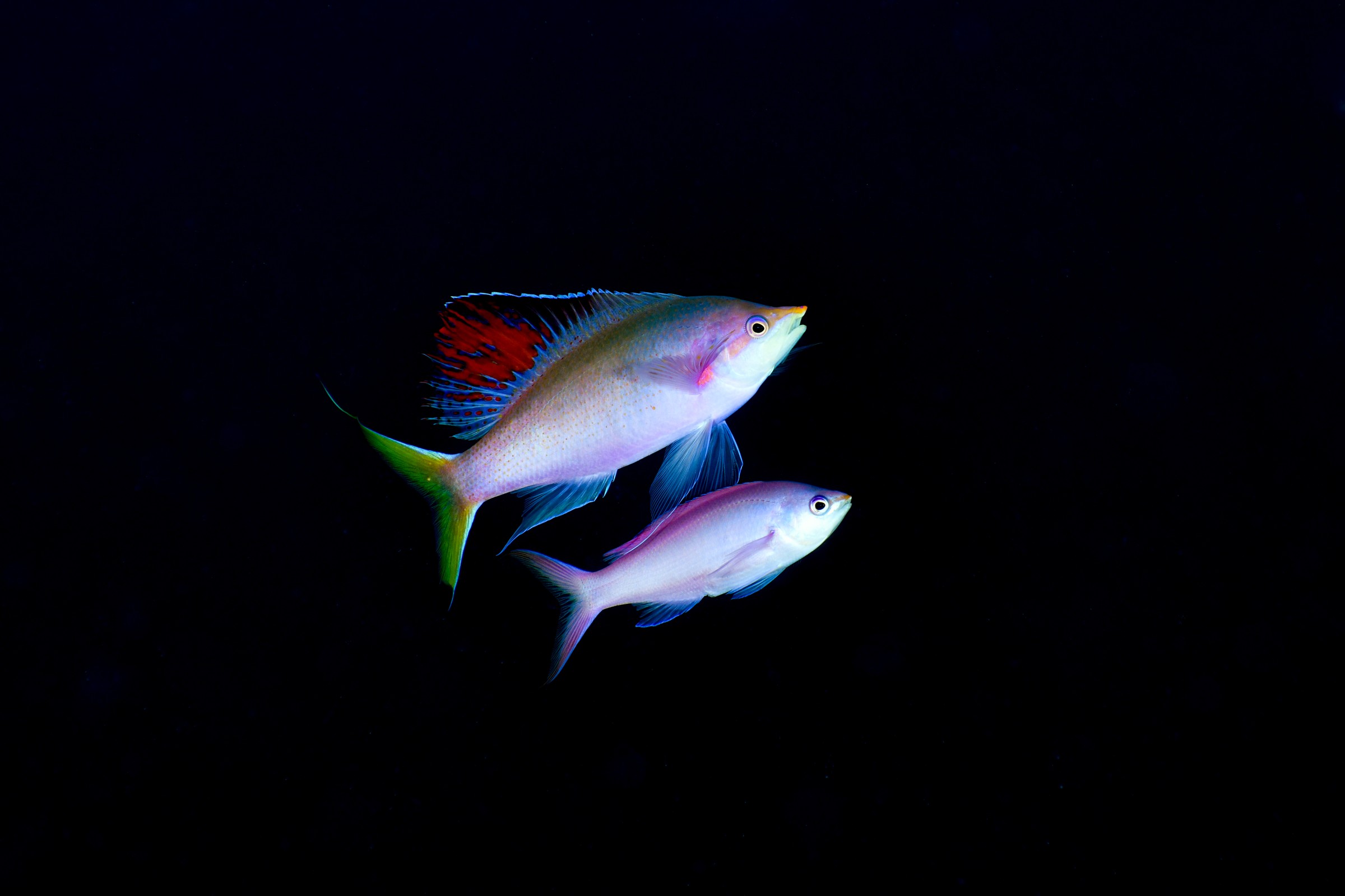 奄美大島で撮影した2匹の魚