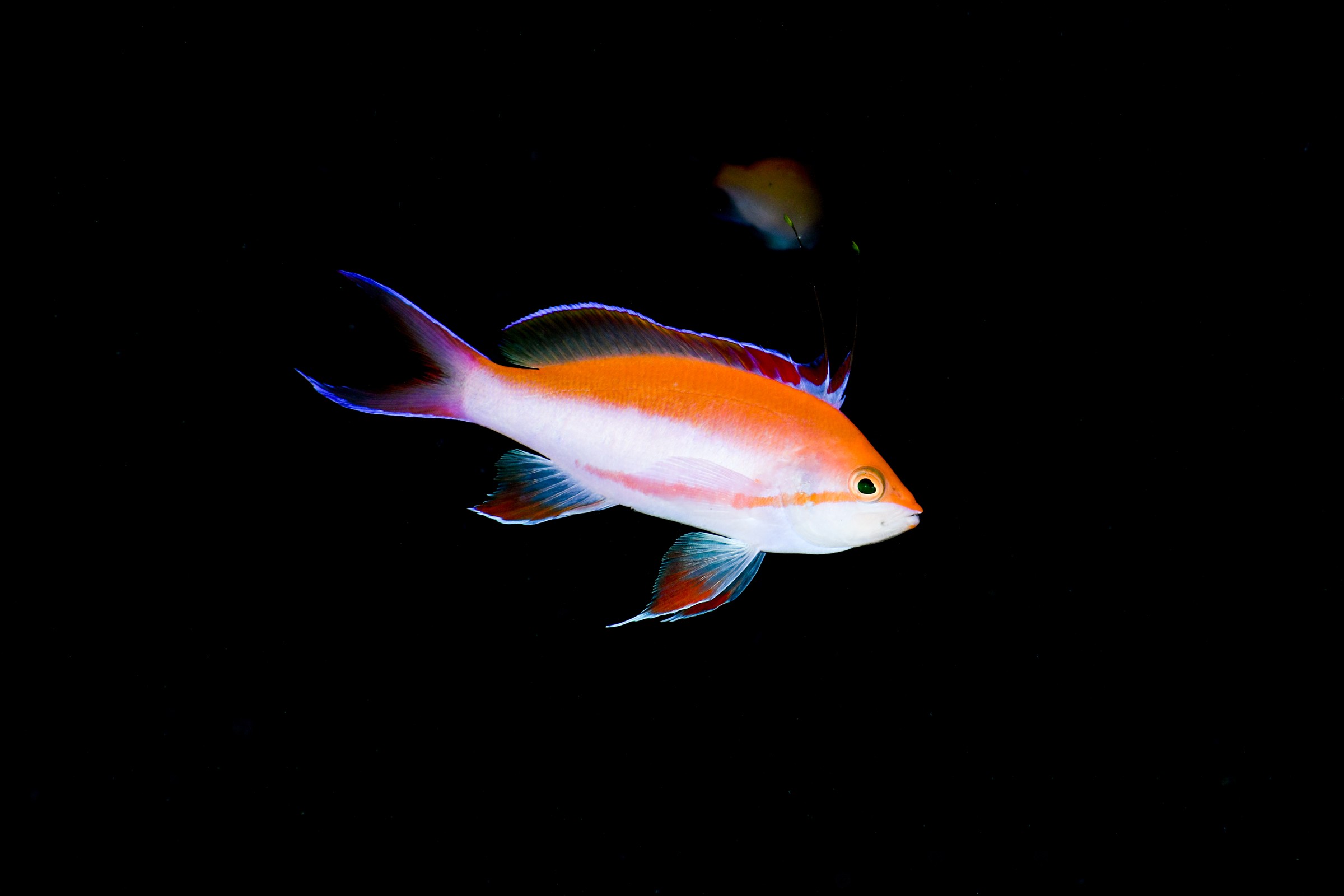 奄美大島で撮影した水中の魚