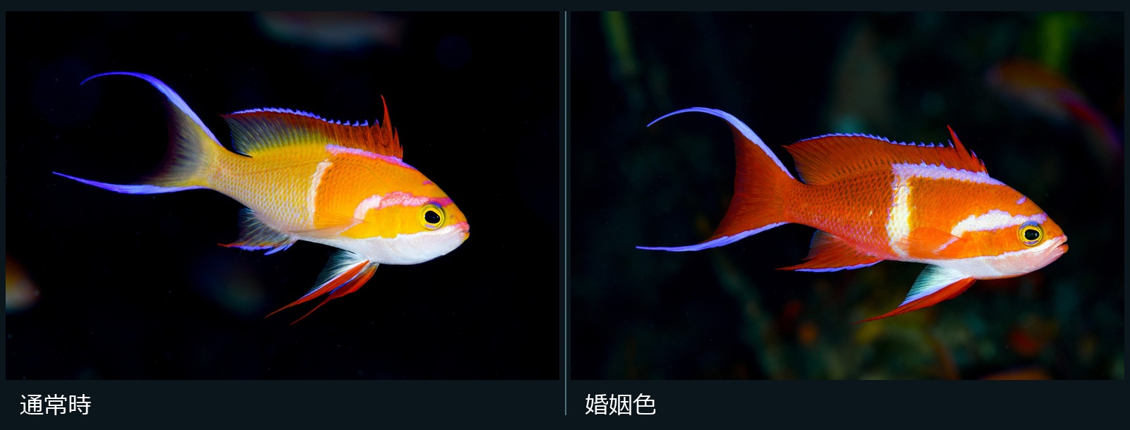 シロオビハナダイ（Pseudanthias leucozonus）の通常時と婚姻色の比較