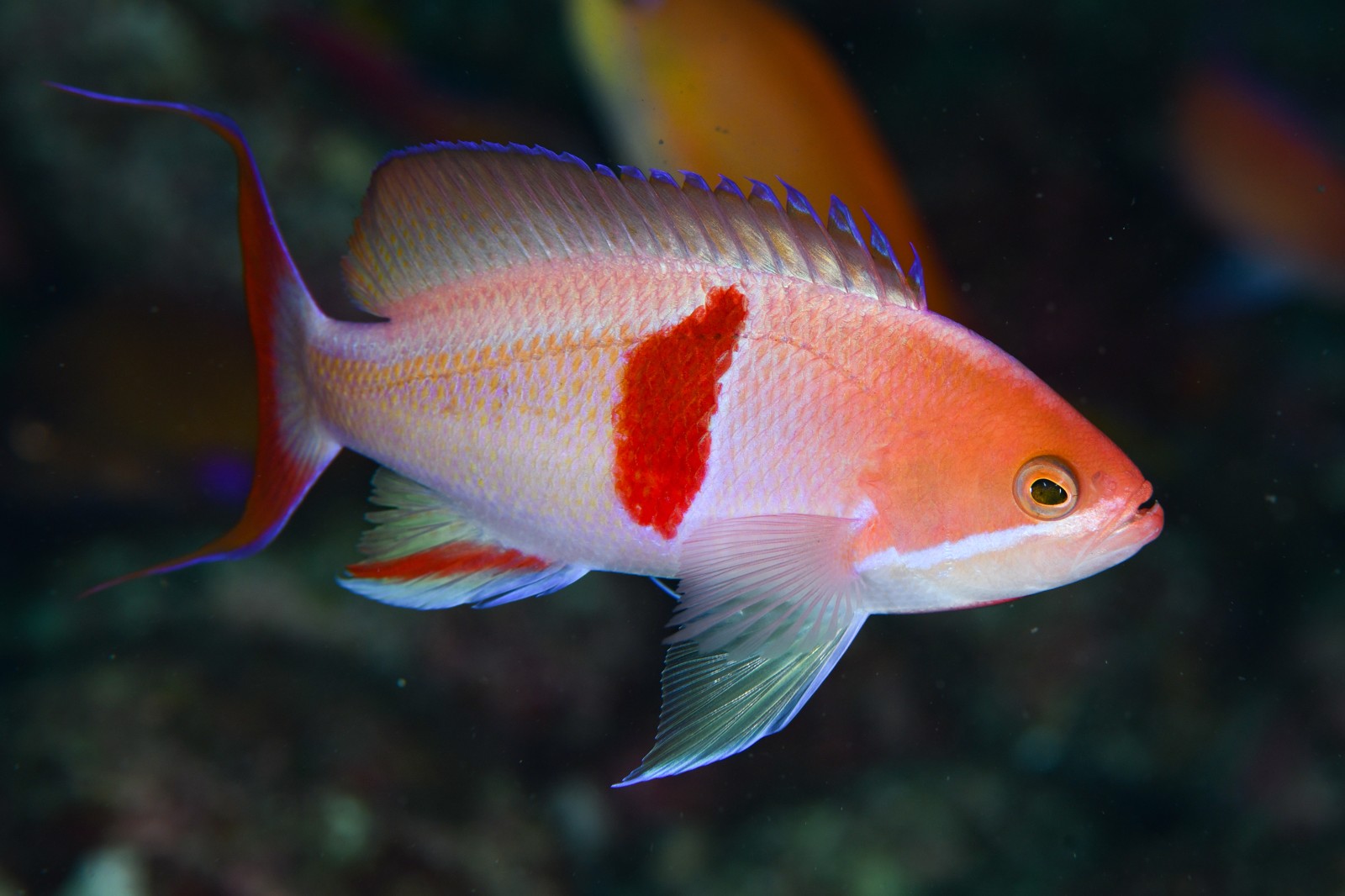 アカオビハナダイ（通常時のオス） Pseudanthias rubrizonatus・比較用に左右反転