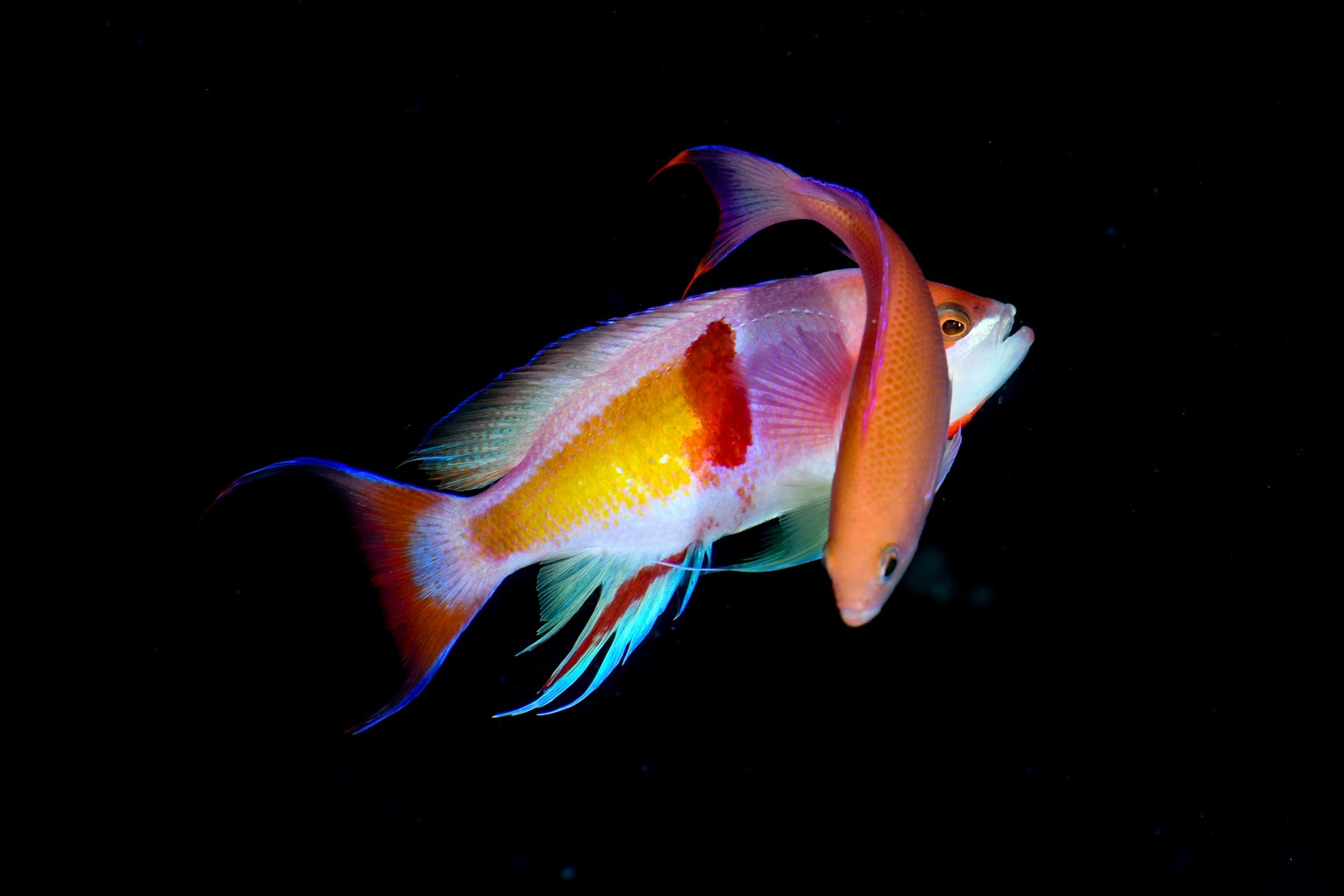 アカオビハナダイ（婚姻色のオス） Pseudanthias rubrizonatus