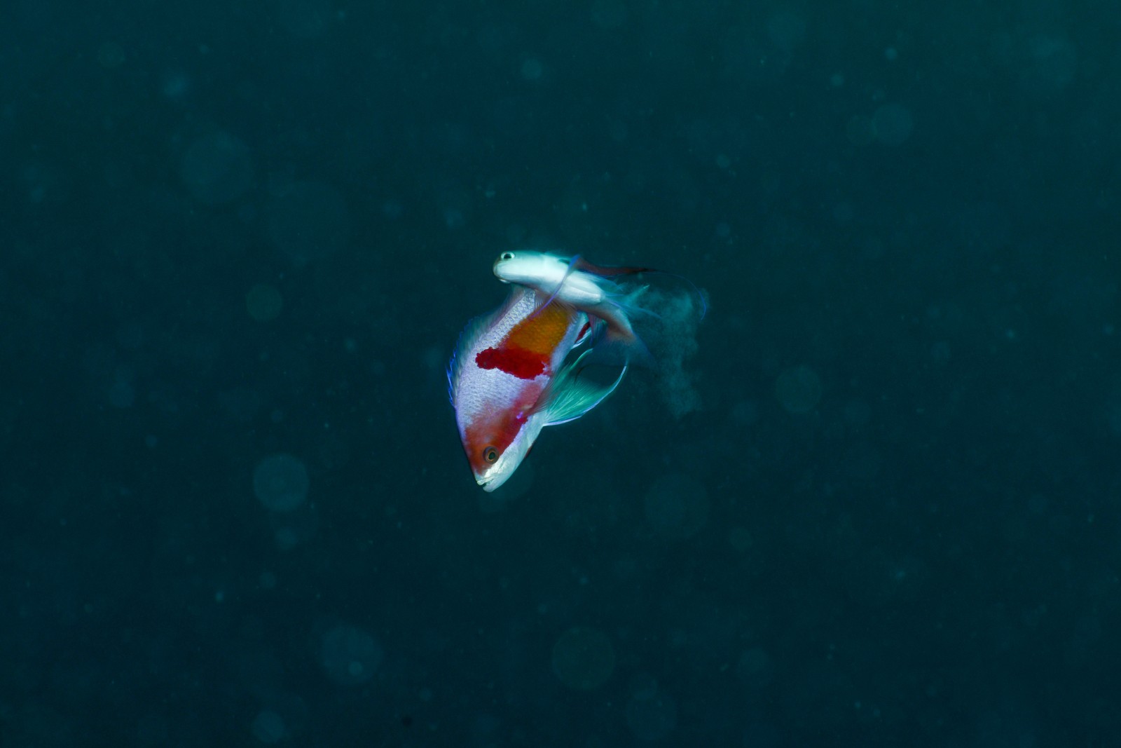 卵がしっかり写っているアカオビハナダイの産卵の写真② Pseudanthias rubrizonatus