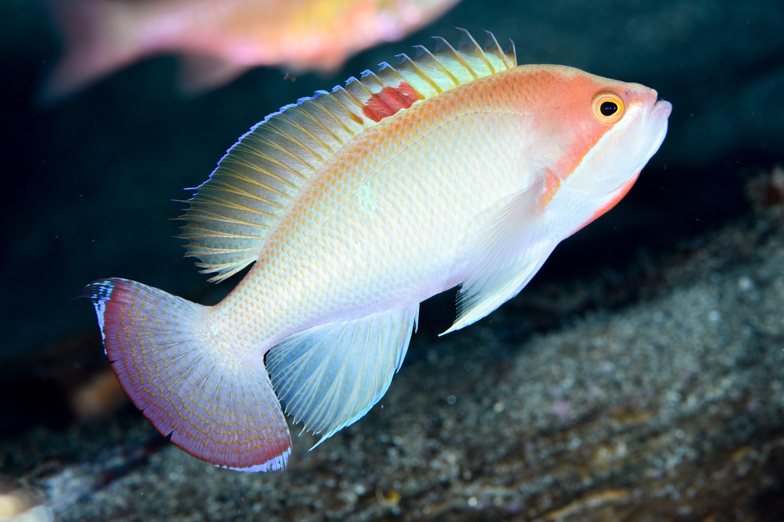ケラマハナダイ（通常時のオス） Pseudanthias hypselosoma