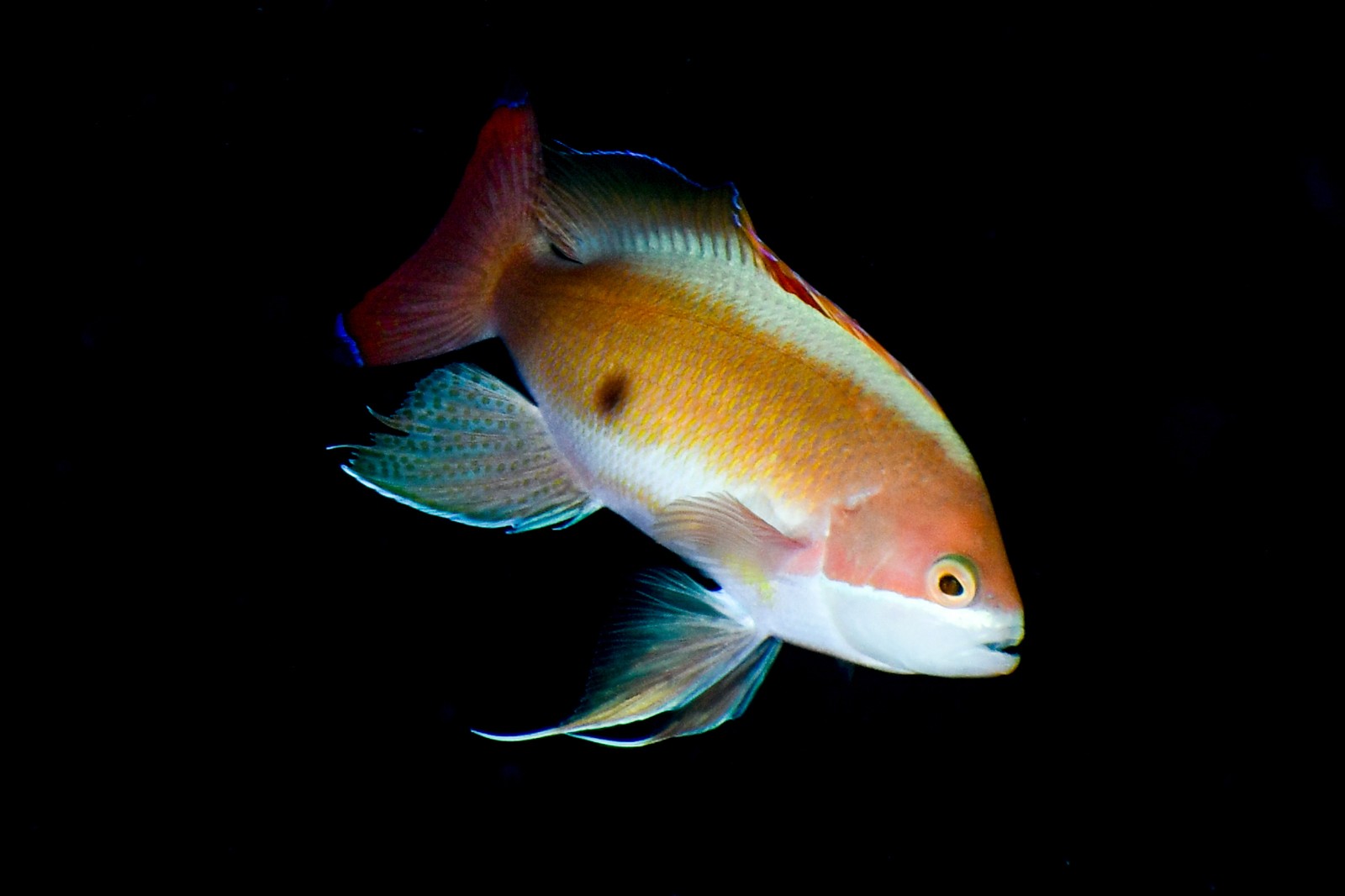 ケラマハナダイ（婚姻色のオス） Pseudanthias hypselosoma・比較用に左右反転