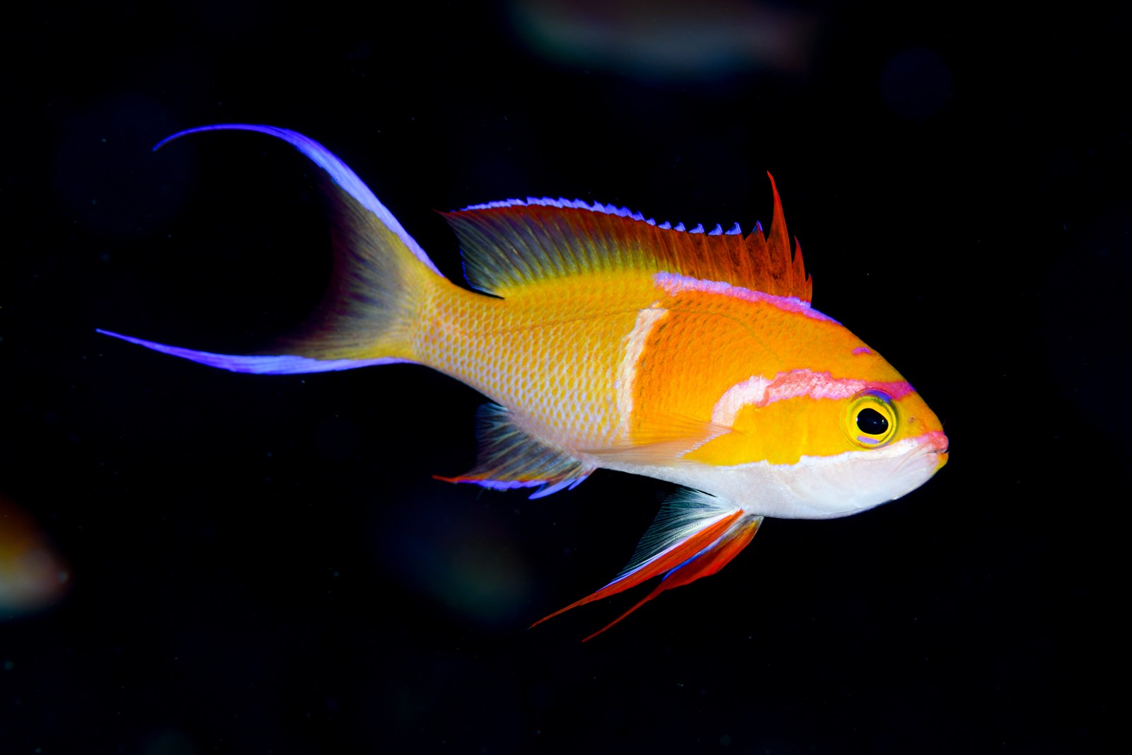 シロオビハナダイ（通常時のオス） Pseudanthias leucozonus