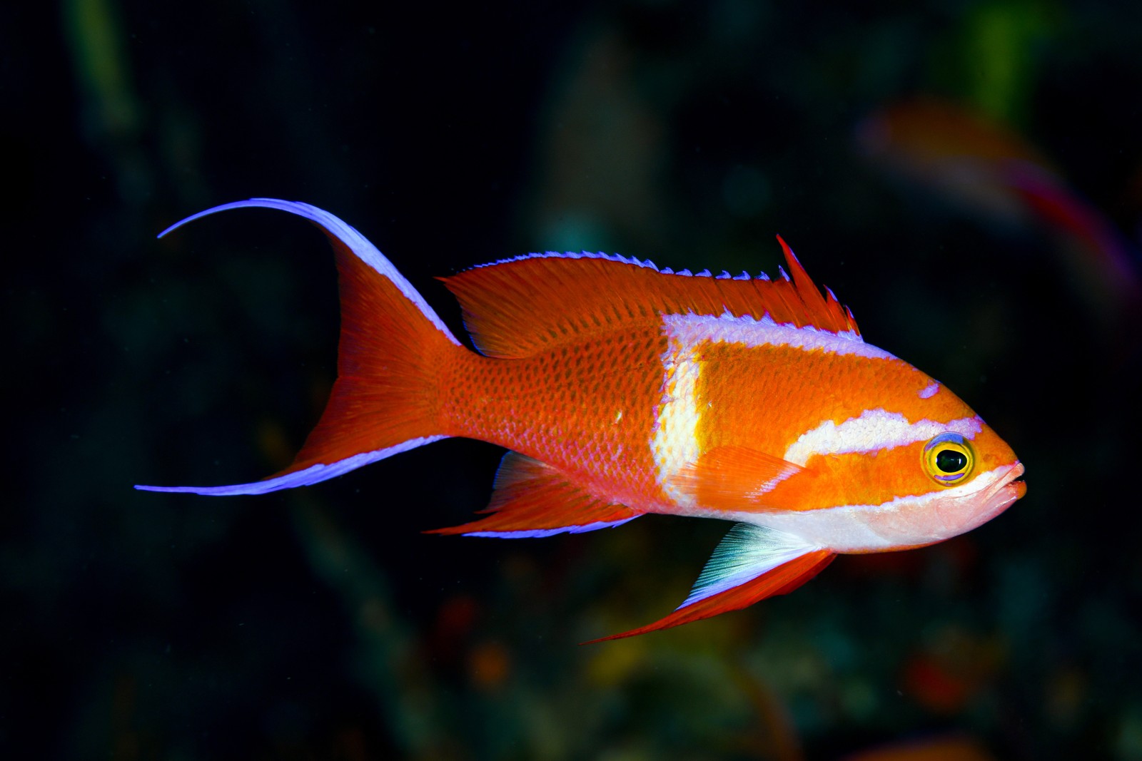 シロオビハナダイ（婚姻色のオス） Pseudanthias leucozonus・比較用に左右反転