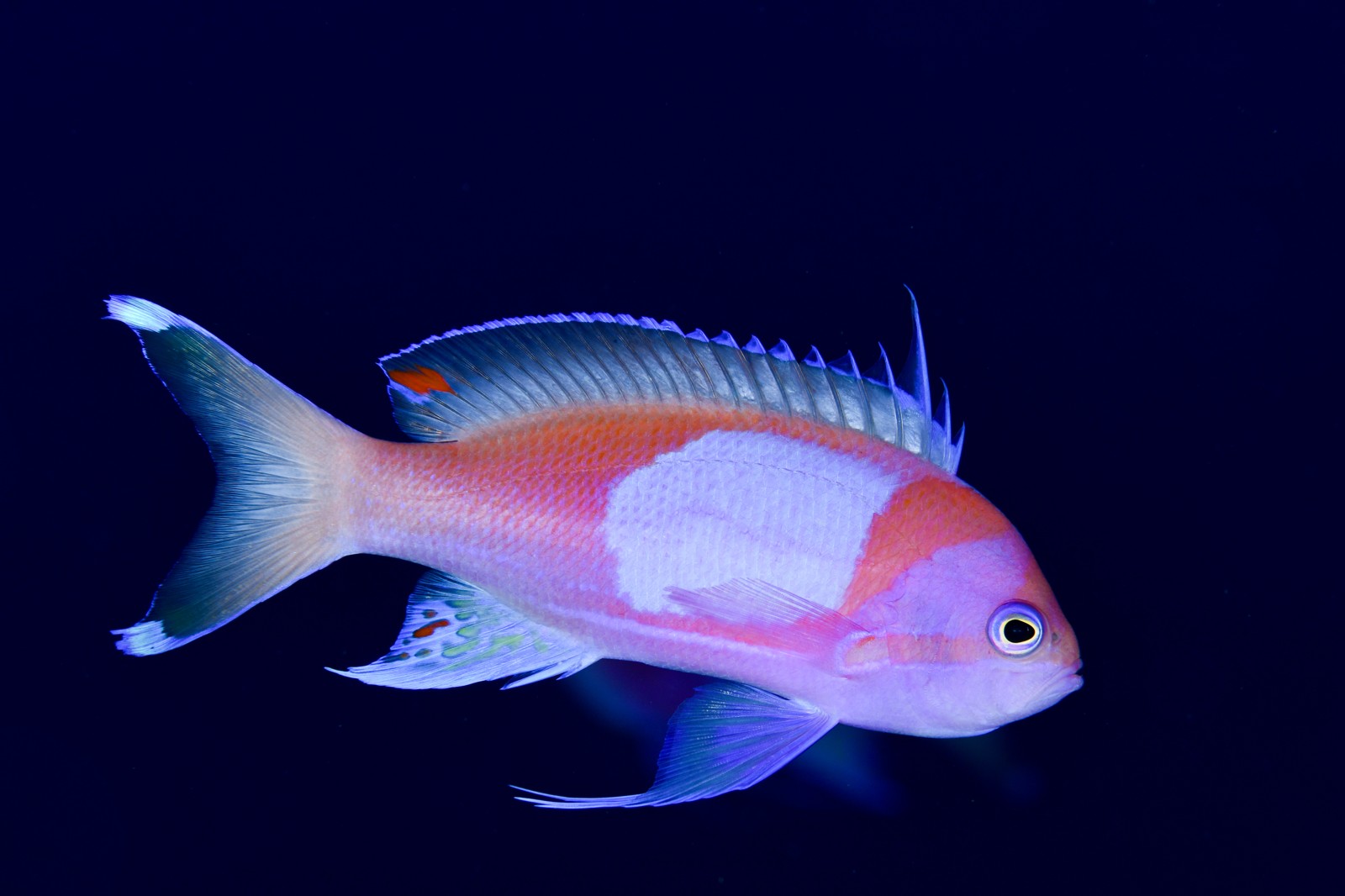 スミレナガハナダイ（通常時のオス） Pseudanthias pleurotaenia