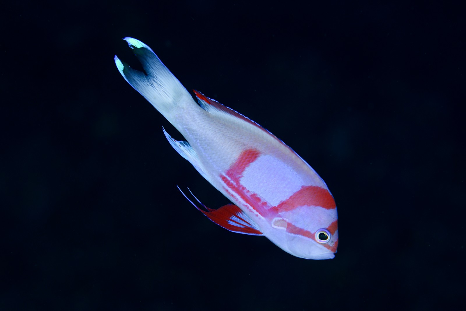 スミレナガハナダイ（婚姻色のオス） Pseudanthias pleurotaenia・比較用に左右反転