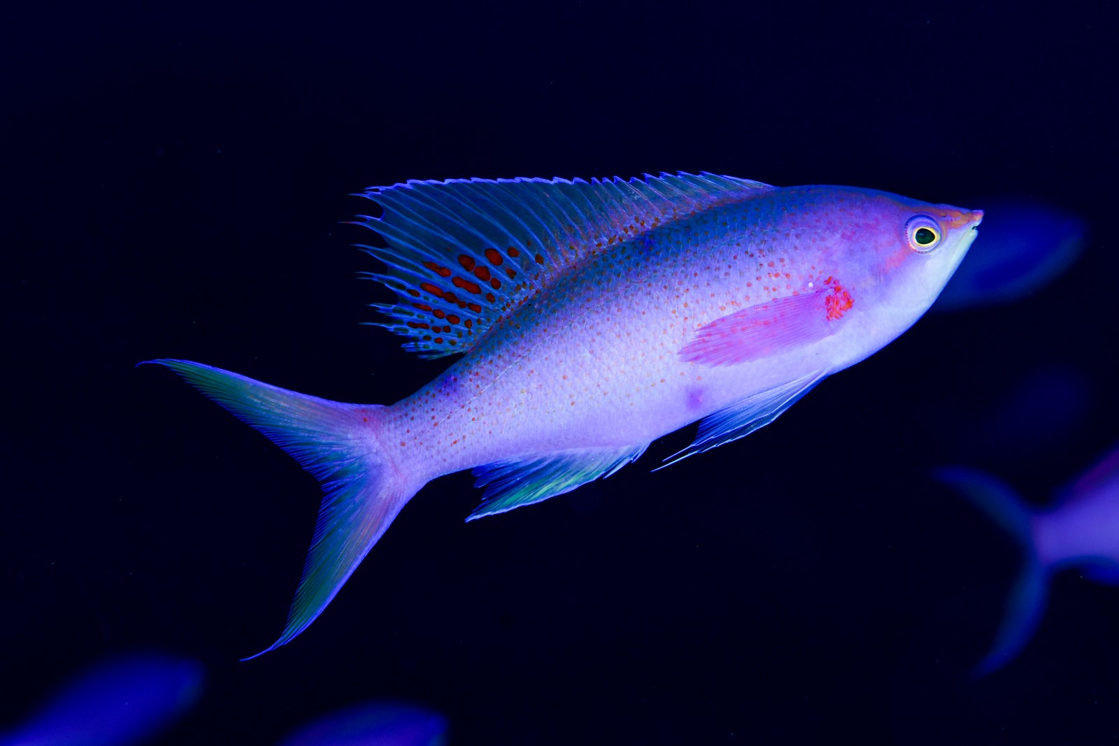 ハナゴイ（通常時のオス） Mirolabrichthys pascalus