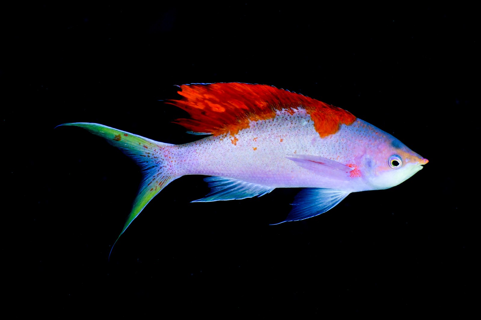 ハナゴイ（婚姻色のオス） Mirolabrichthys pascalus・比較用に左右反転
